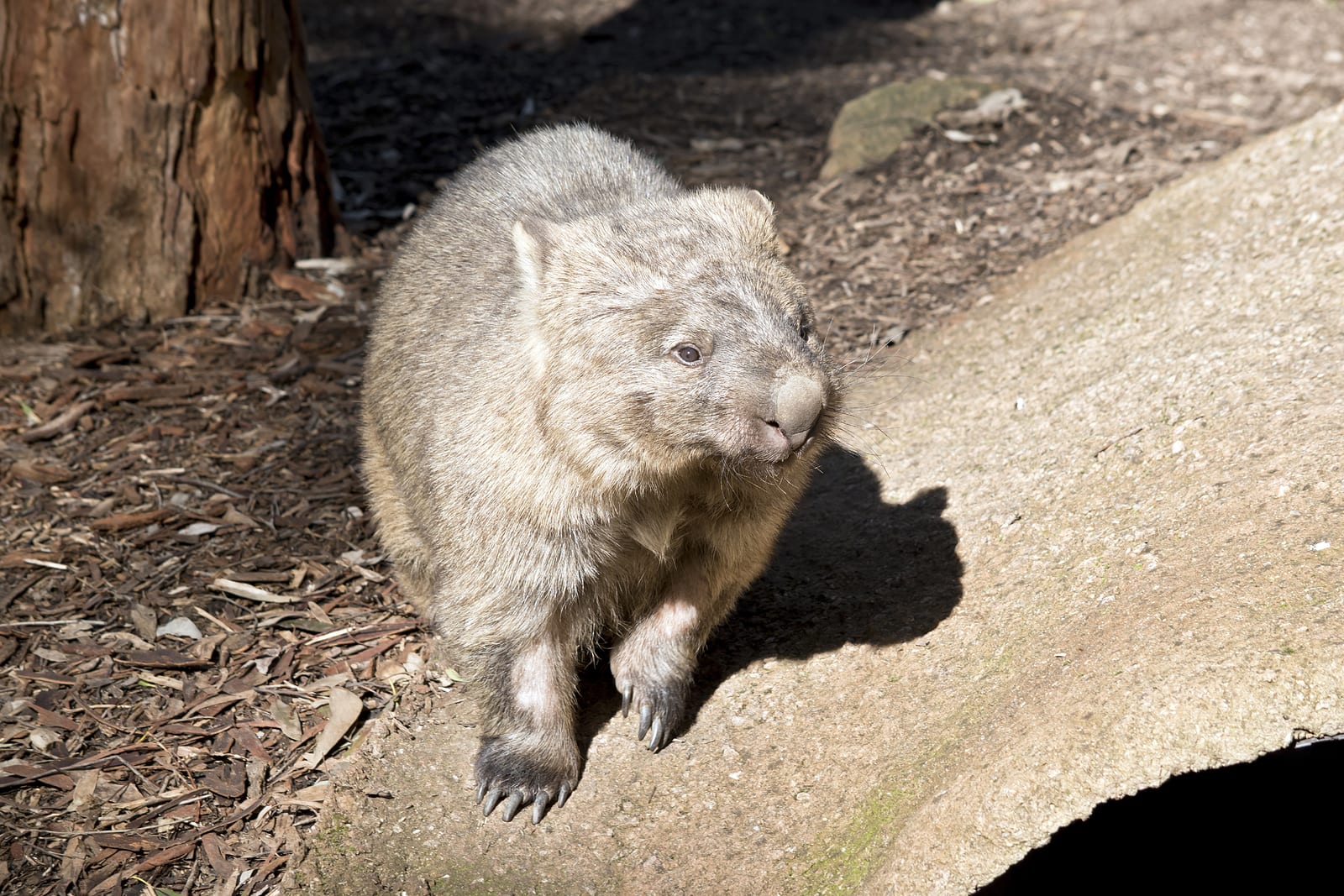 wombats