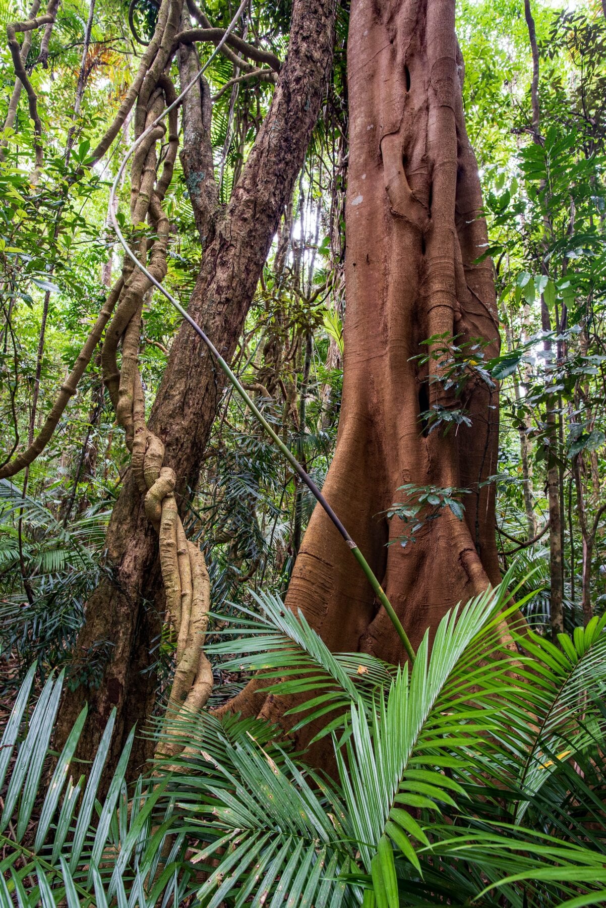 Ecosysteem regenwoud