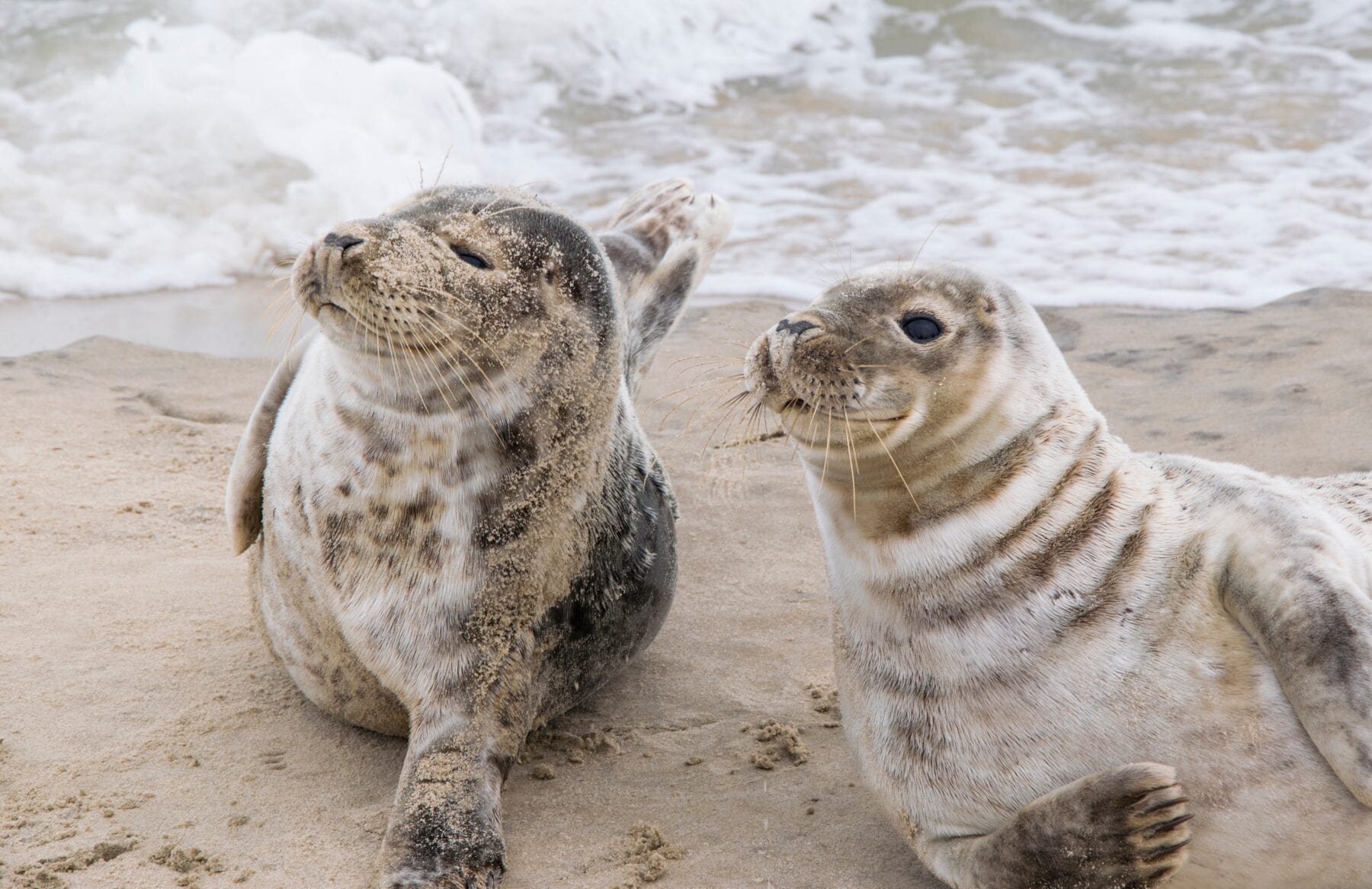 Zeehondjes