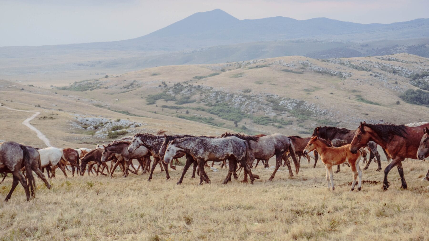 Wilde paarden in de landschappen van Bosnië en Herzegovina