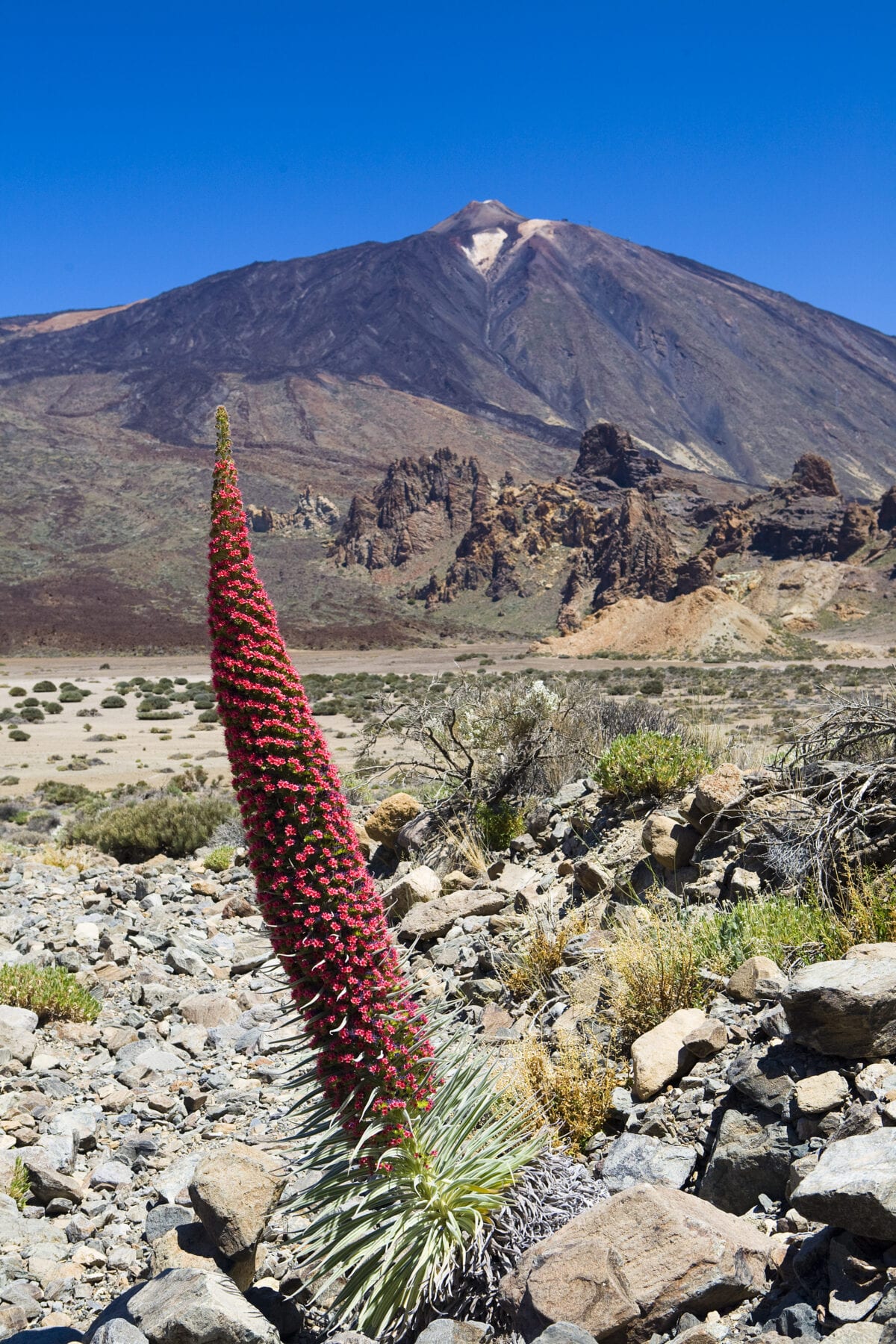 Reizen Tenerife natuur