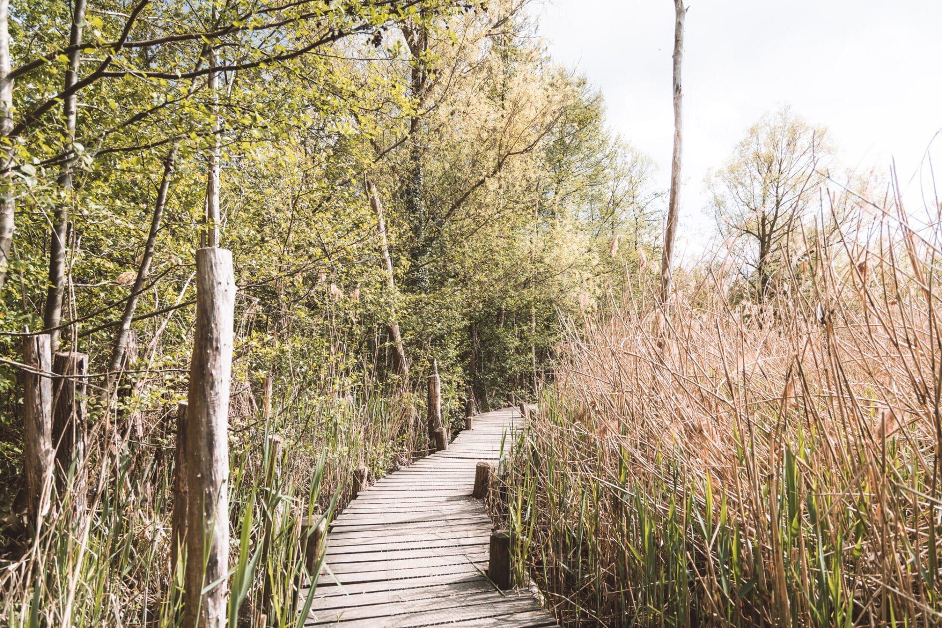 Wandel over de mooiste vlonderpaden in het Luxemburgse Haff Réimech