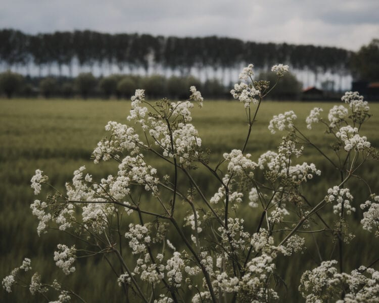 De Biezen - Thehike.nl 3