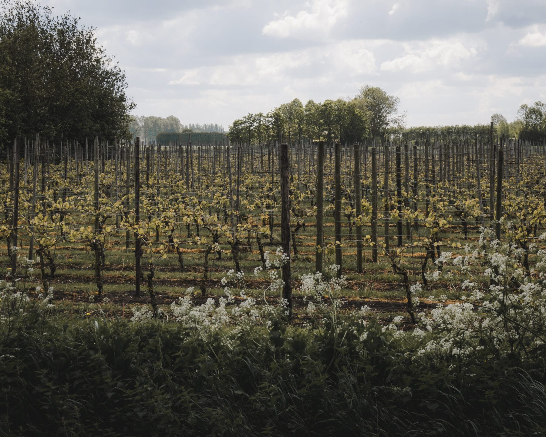 De Biezen - Wijngaard 't Biezenhof 2