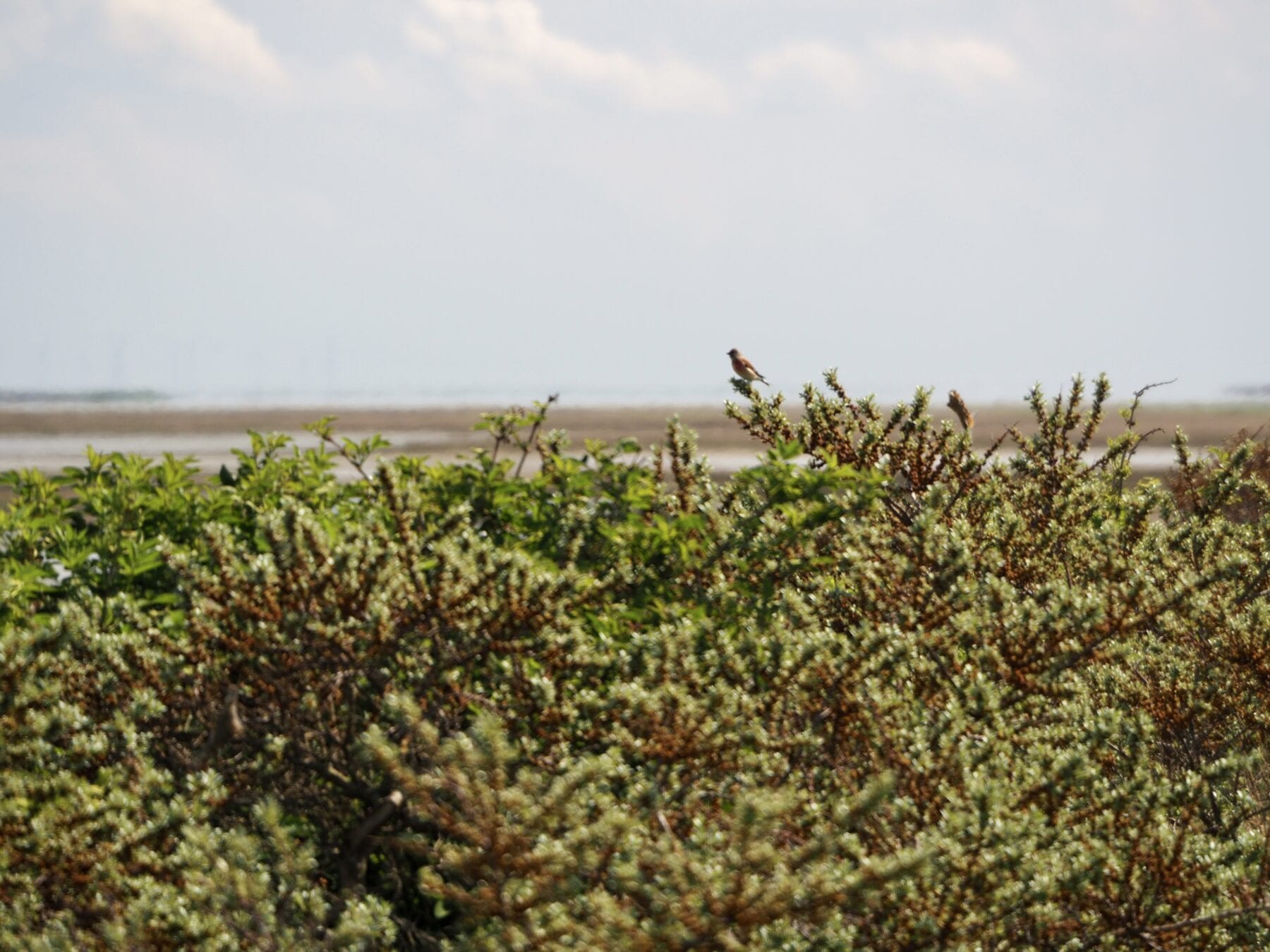 vlieland