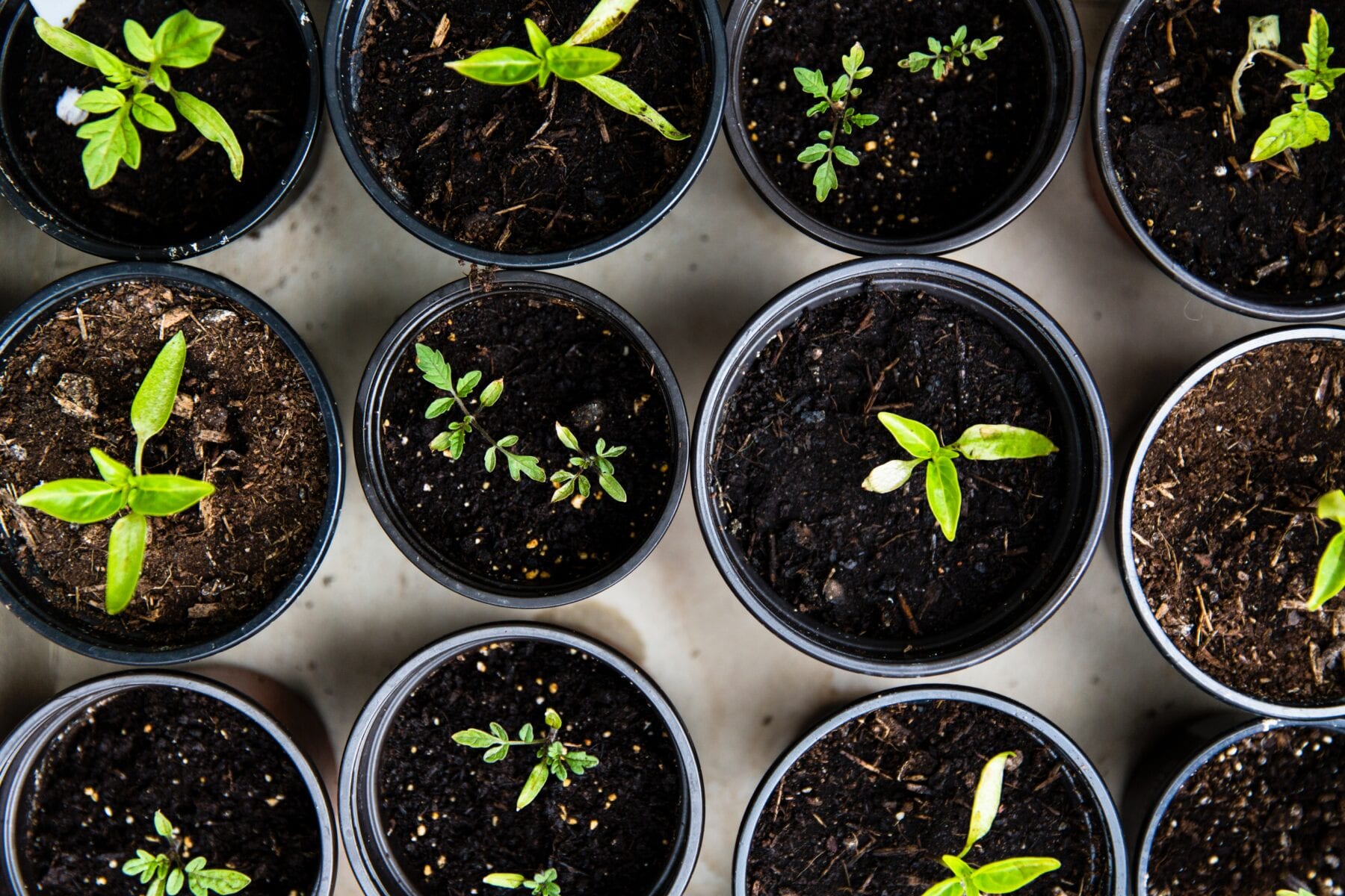 Ecologische voetafdruk verkleinen Moestuin