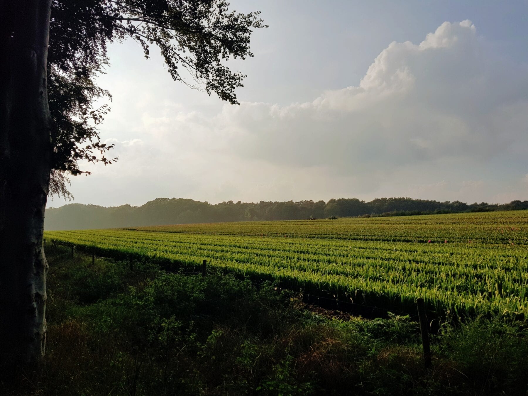 Uitzicht in de Achterhoek