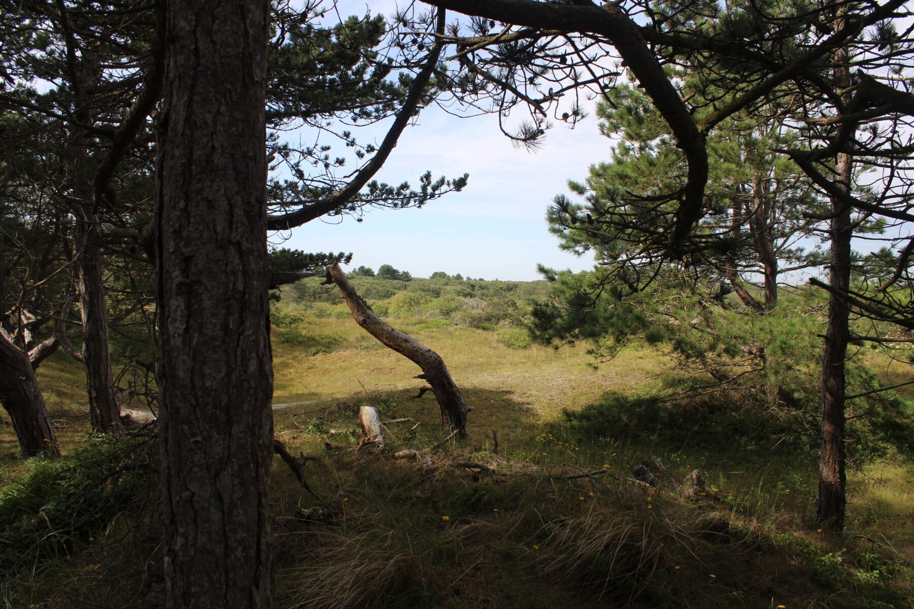 TVTAS Schiermonnikoog