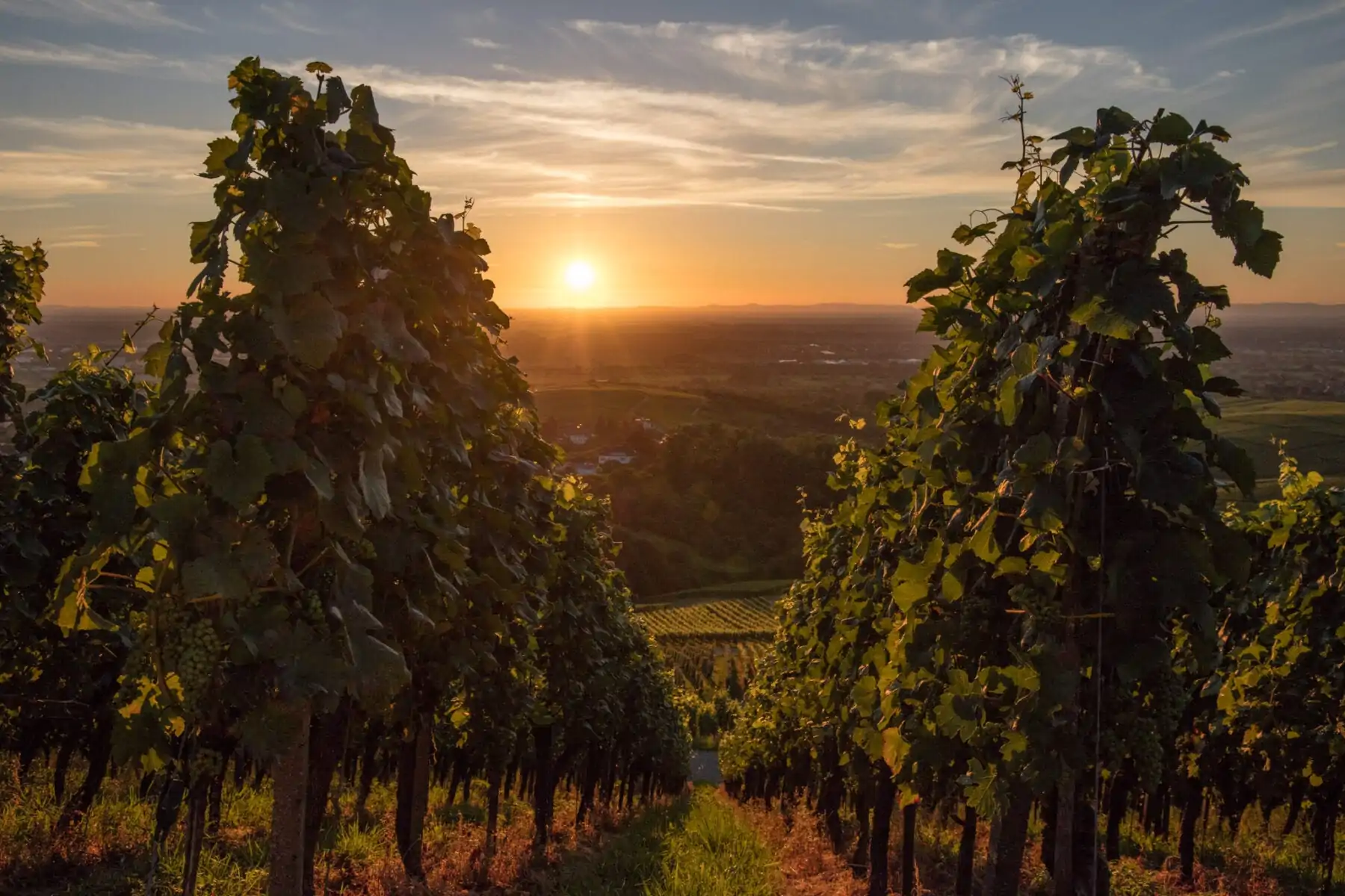 Baden-Württemberg wijn