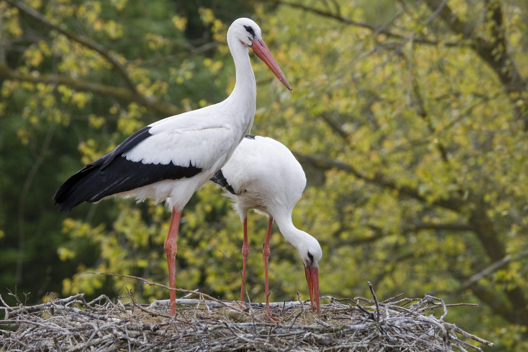 Natuurpark het Zwin