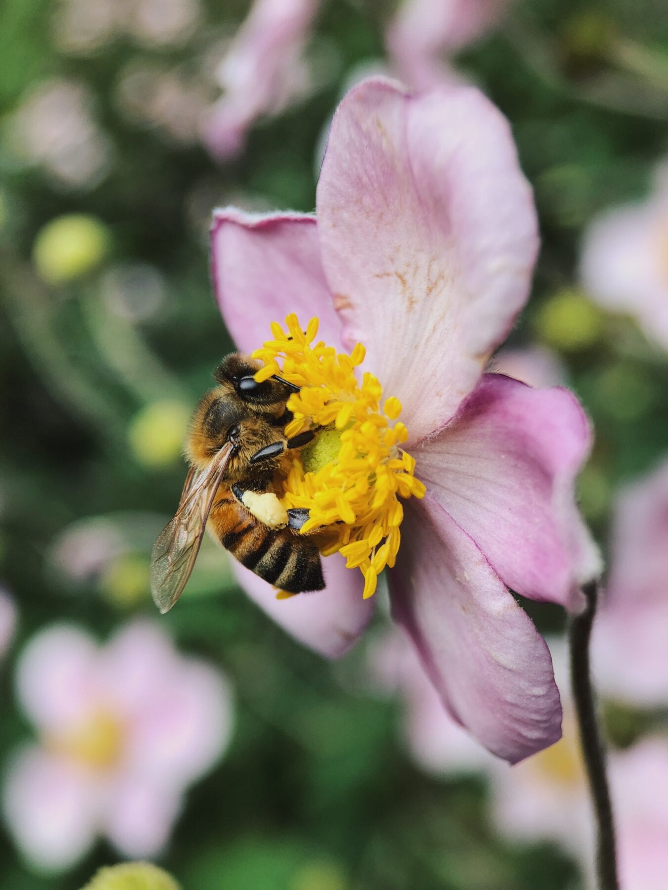 Bij op een bloem