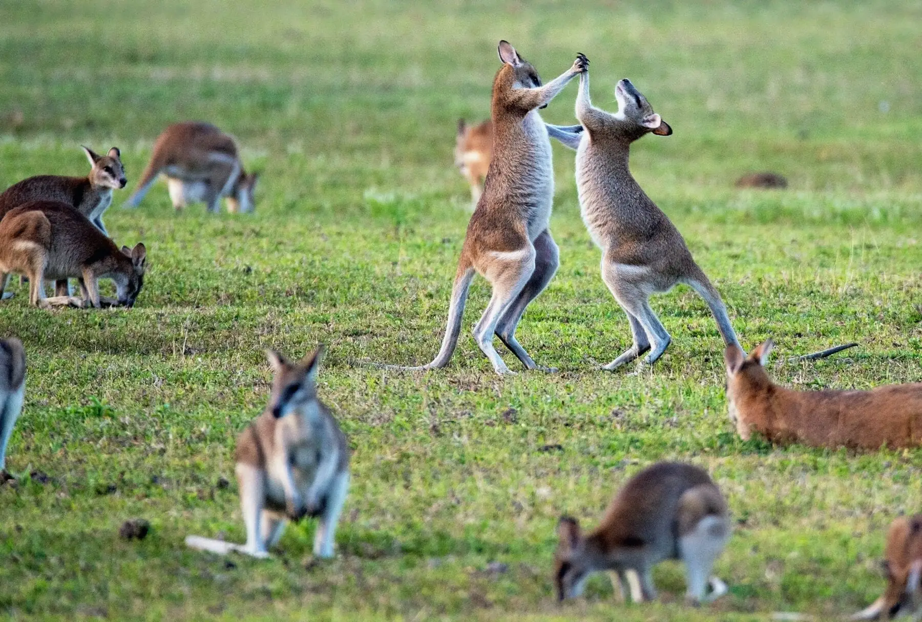 kangoeroes 