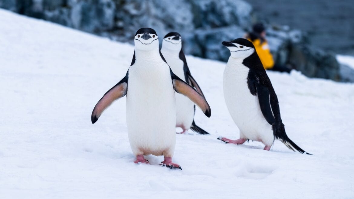 Eindelijk antwoord op de vraag hebben pinguïns knieën? The Hike