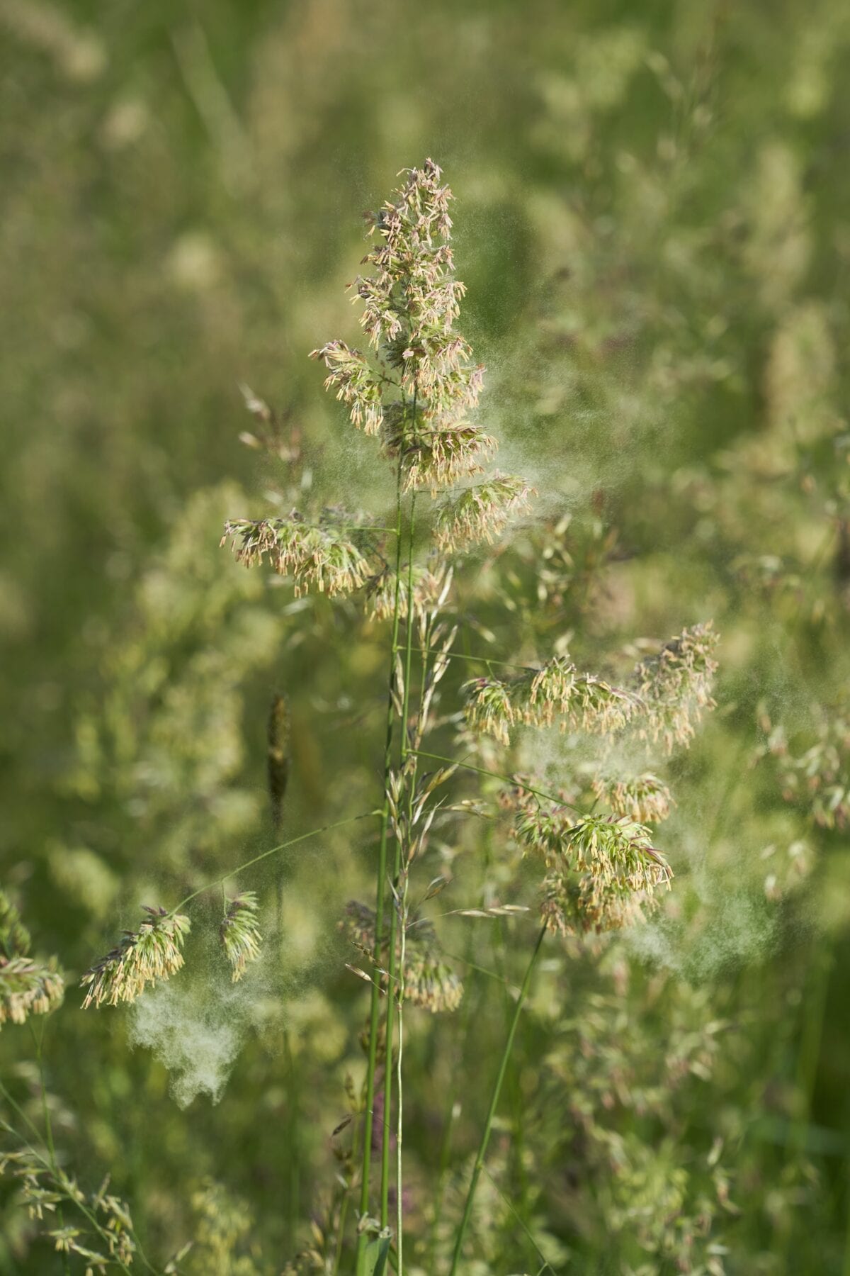 Plant met pollen