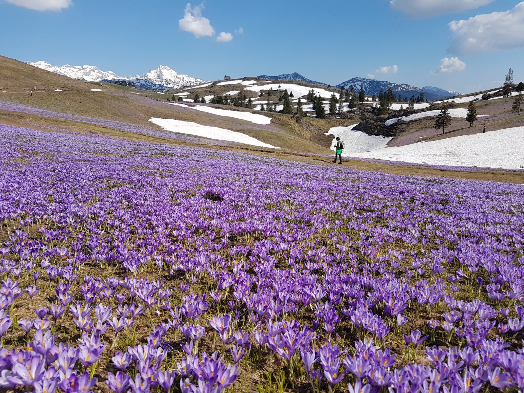 Bloemenveld Slovenië