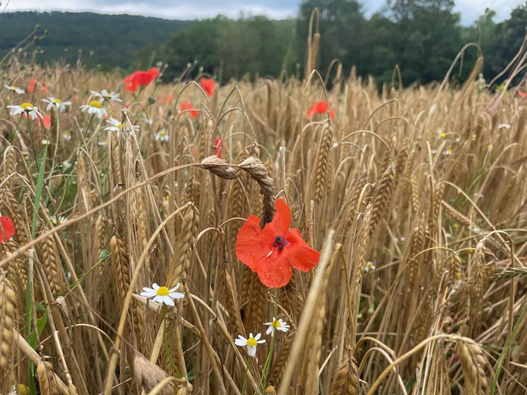 overnachten natuur_The Hike_Ik Wil Hiken_Rick Mulder