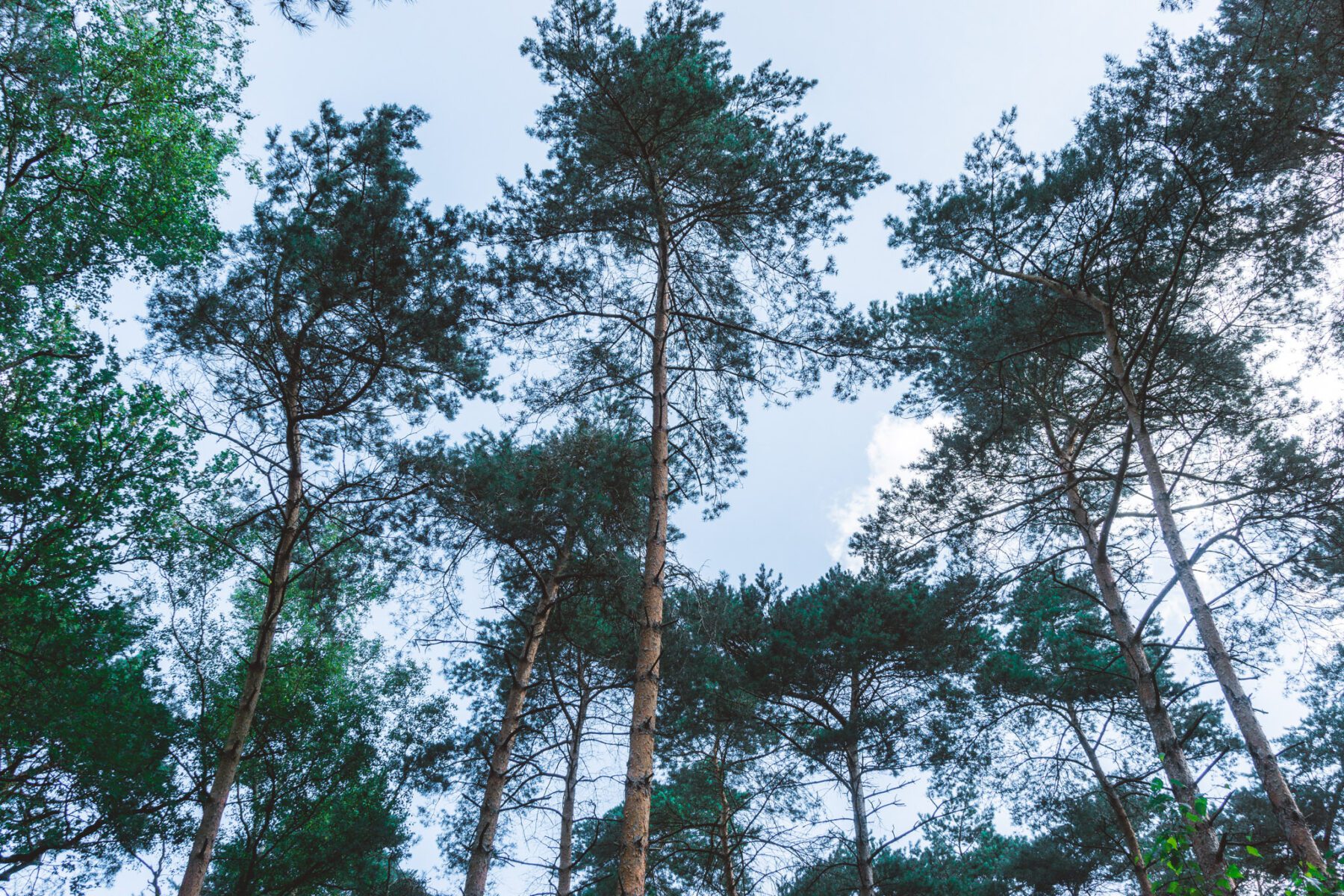 Kalmthoutse Heide denneboom