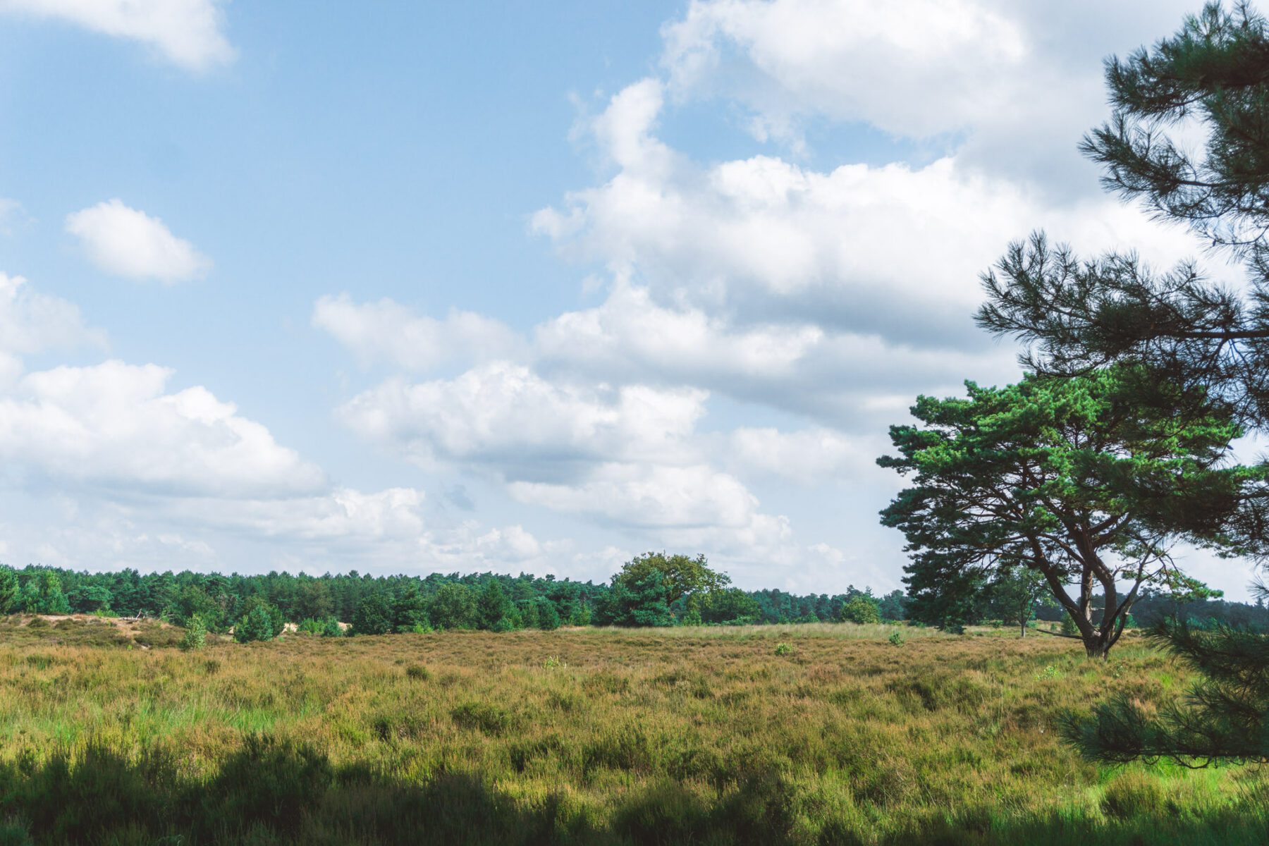 Kalmthoutse Heide