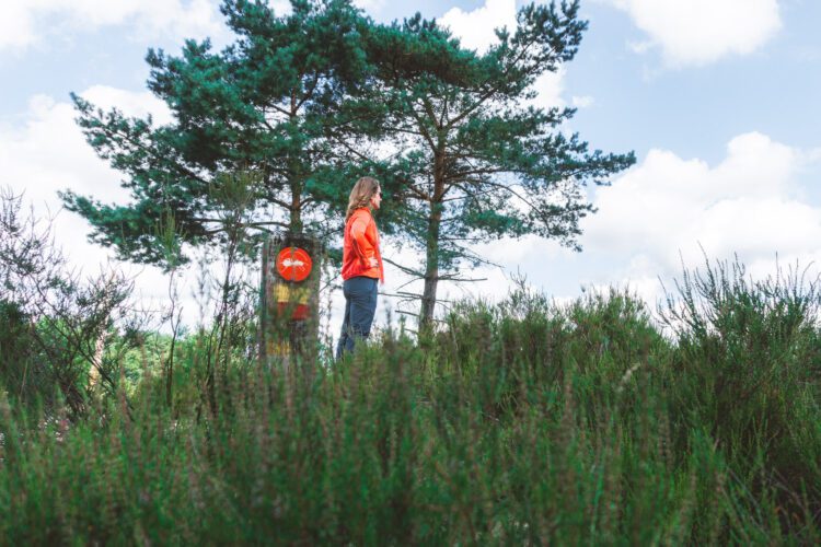 Kalmthoutse Heide wandelroute mier