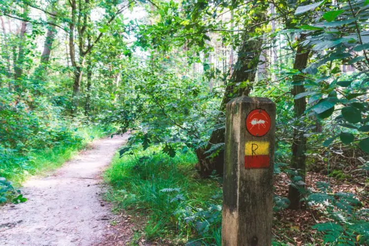 Kalmthoutse Heide mier wandelroute