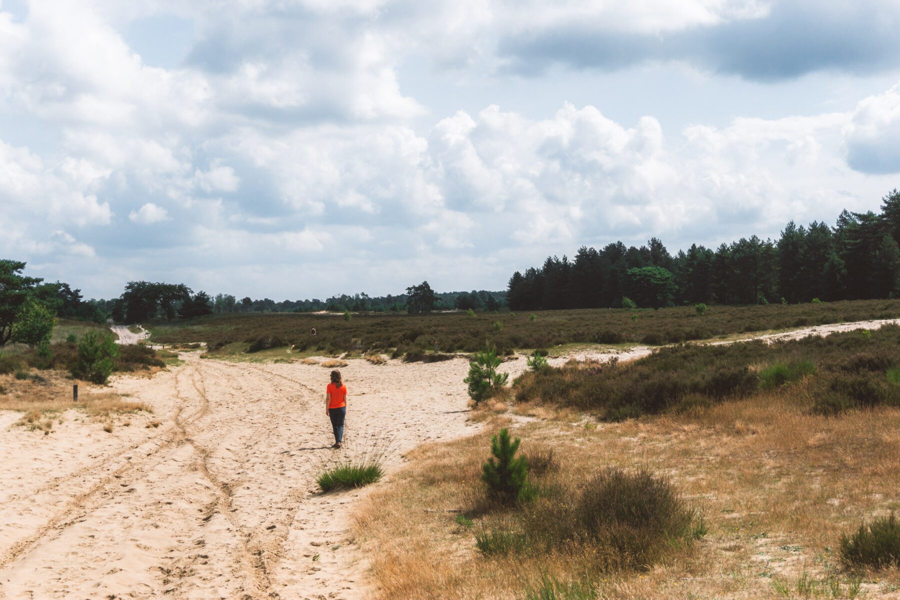 Kalmthoutse Heide zandverstuiving