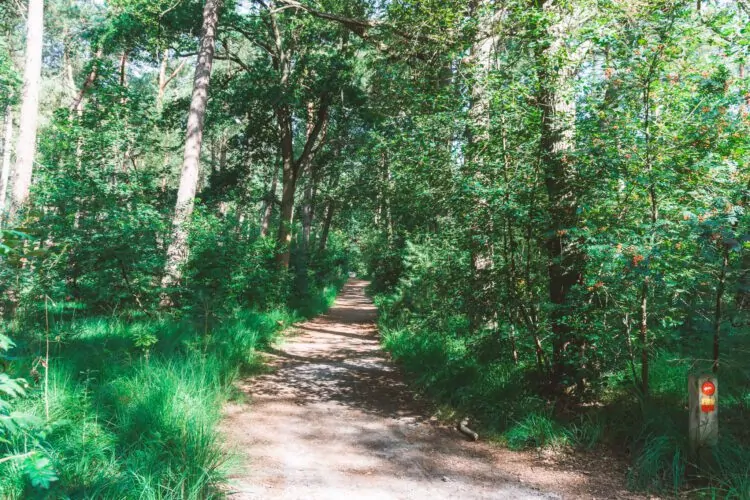 Kalmthoutse Heide bossen