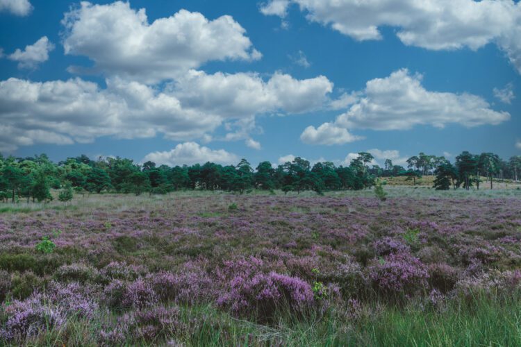 Kalmthoutse Heide in bloei