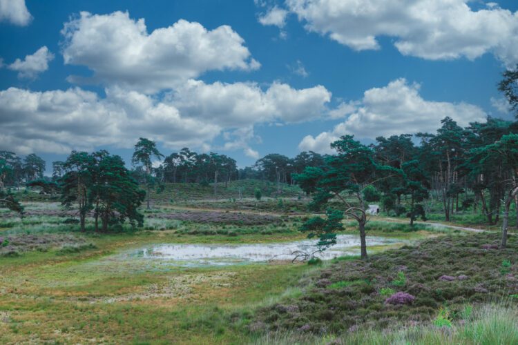 Kalmthoutse Heide 