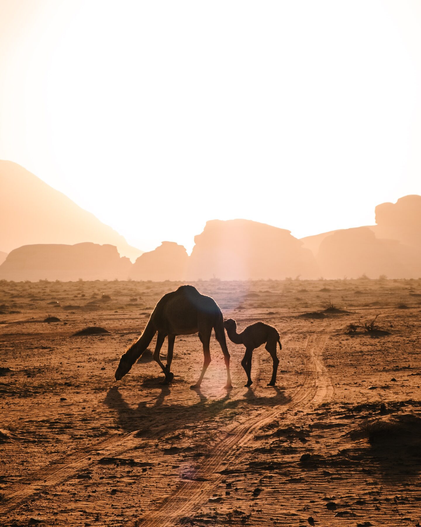 Wadi Rum