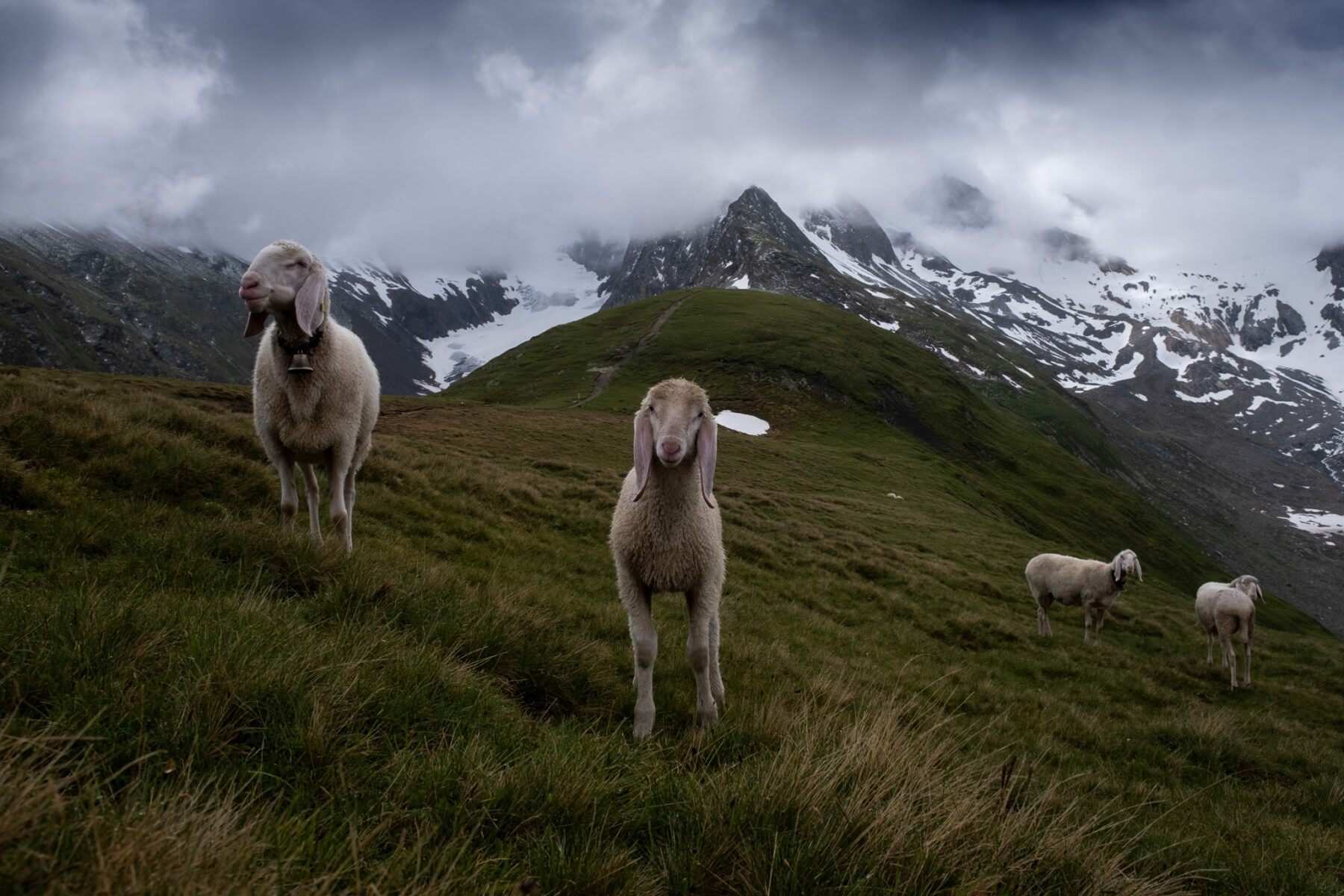 Foto: Hohe Mut Alm (Vincent Croce) Ötztal