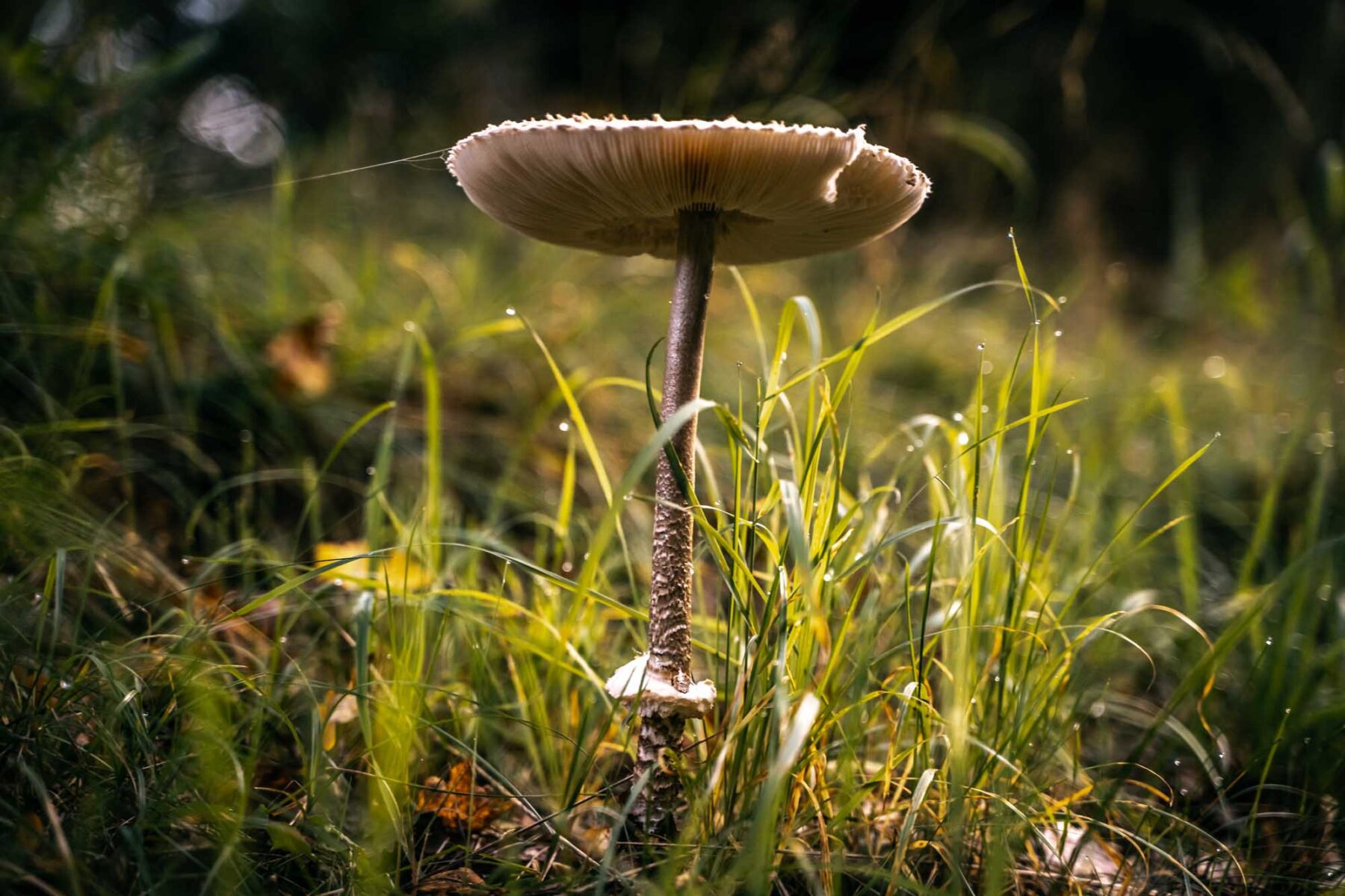 Åsnen National Park paddestoel