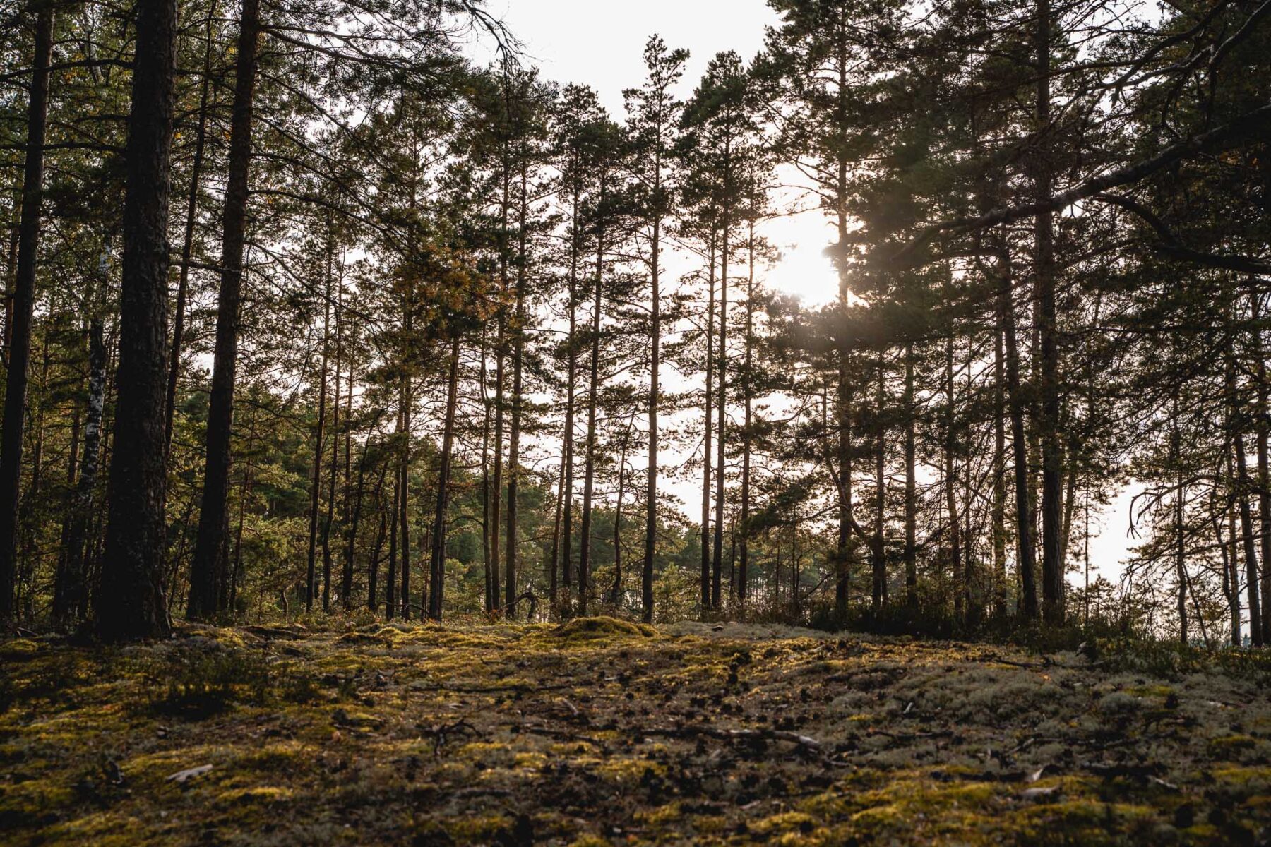 Småland bos