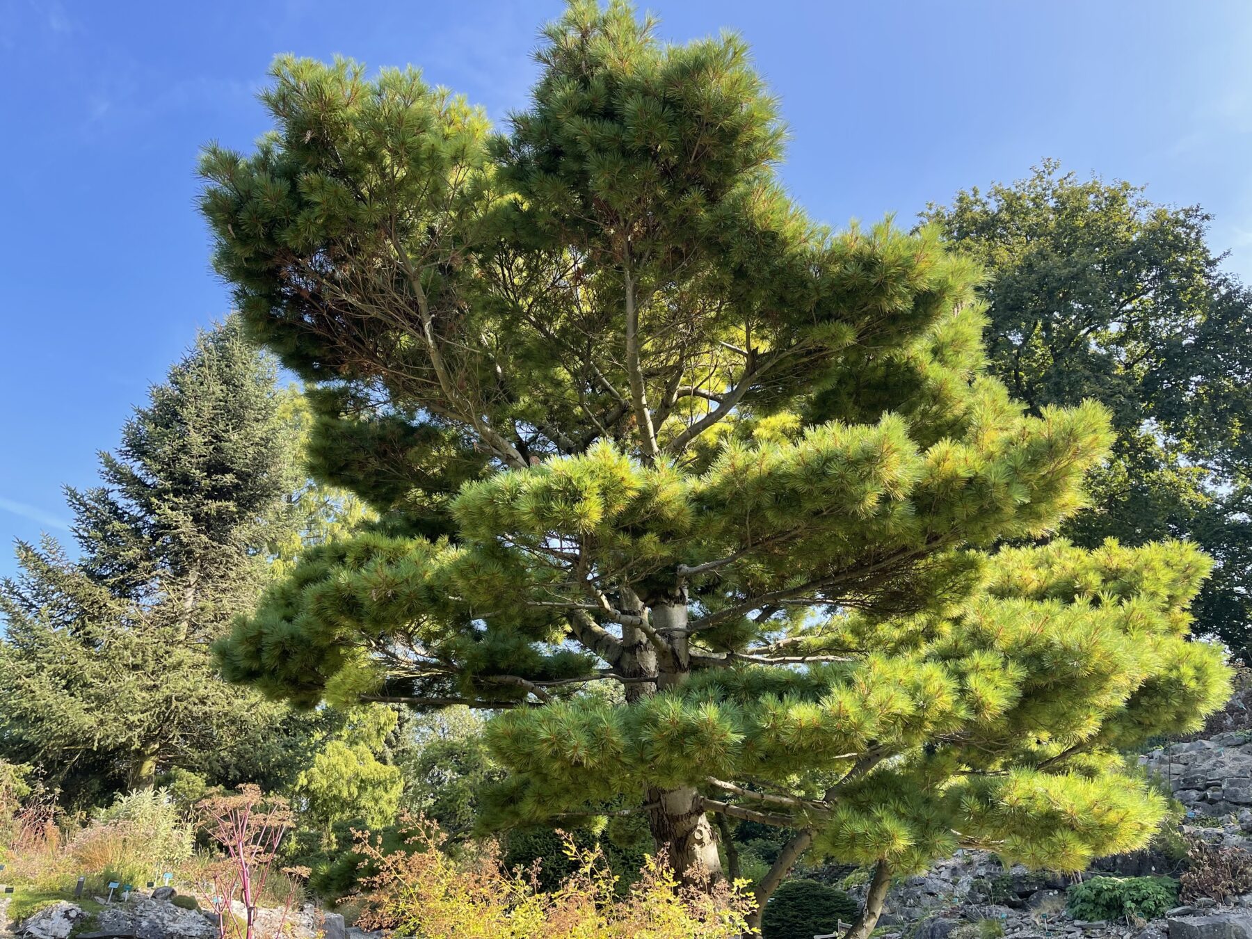 botanische tuinen utrecht