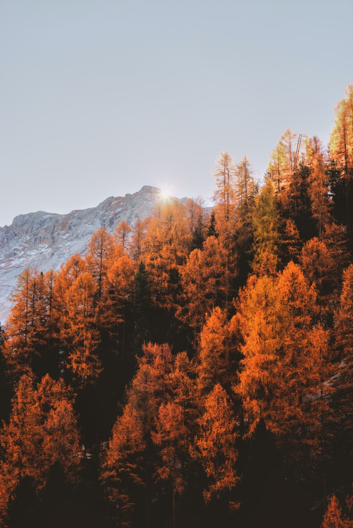 Bomen in de herfst, wanneer begint de herfst