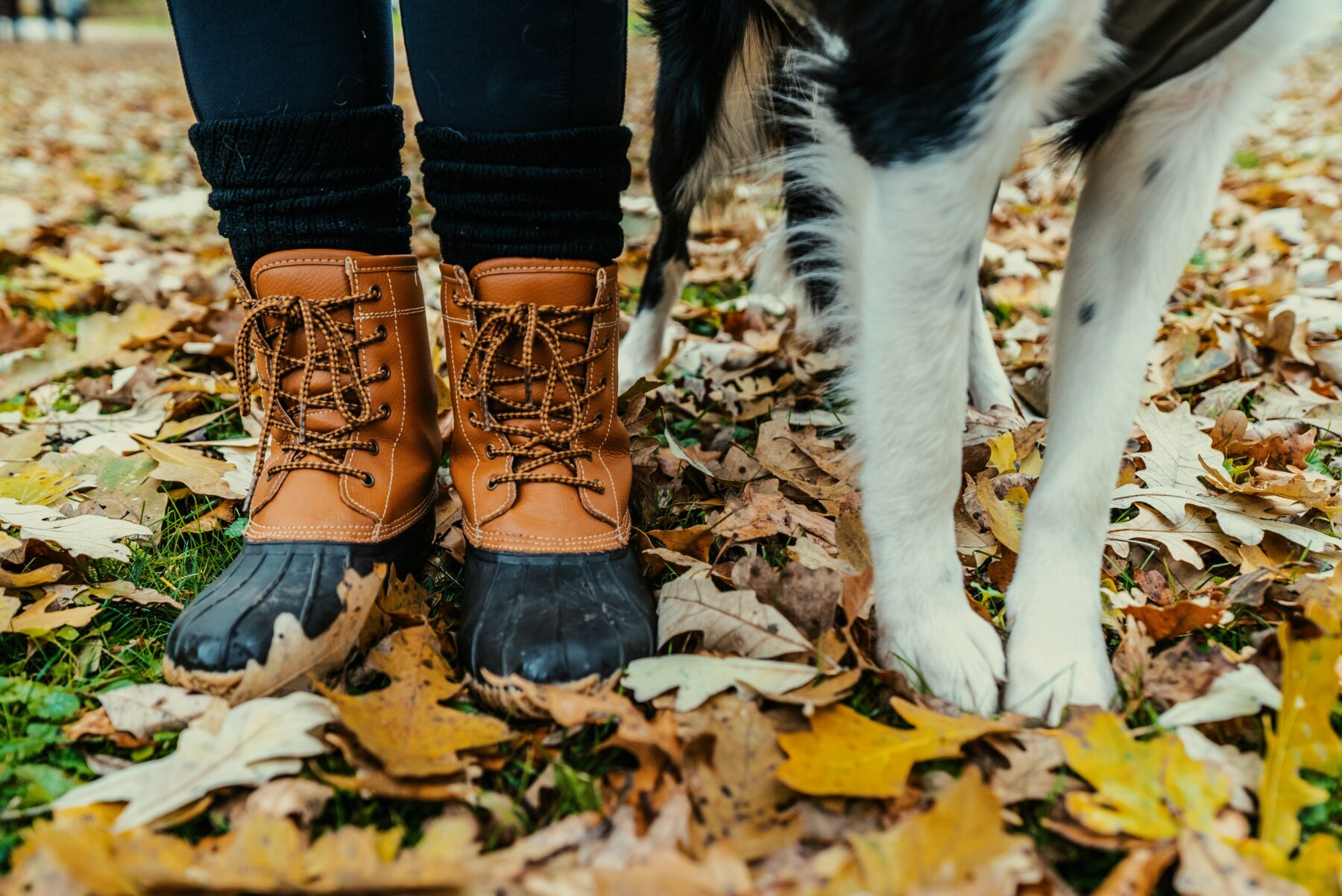 hondenpootjes en schoenen