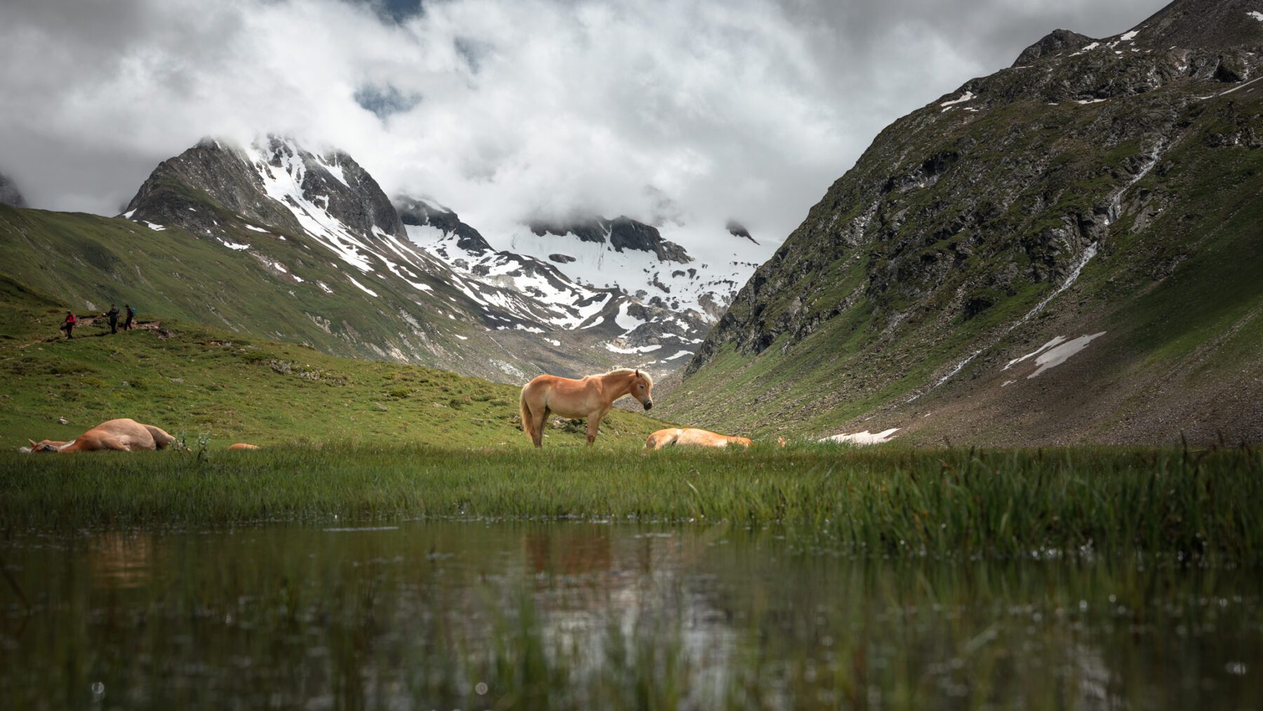 Foto: Haflinger paarden in het Rotmoostal (Ronald Jansen) Ötztal