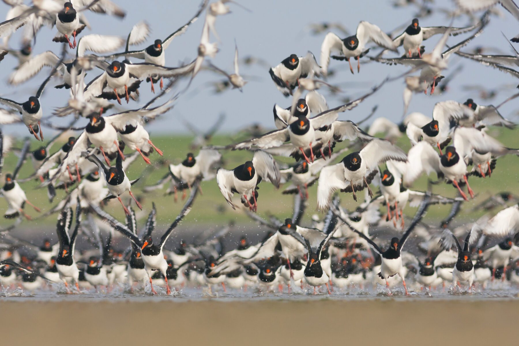 waddengebied