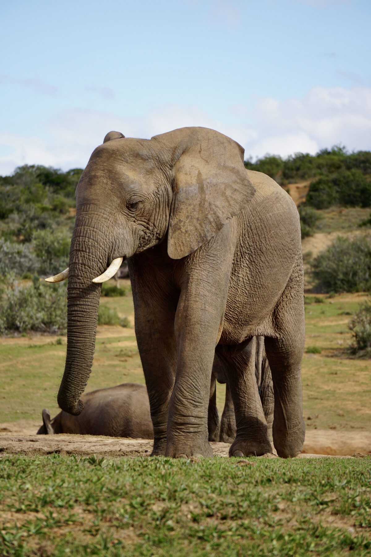 big five Afrika olifant