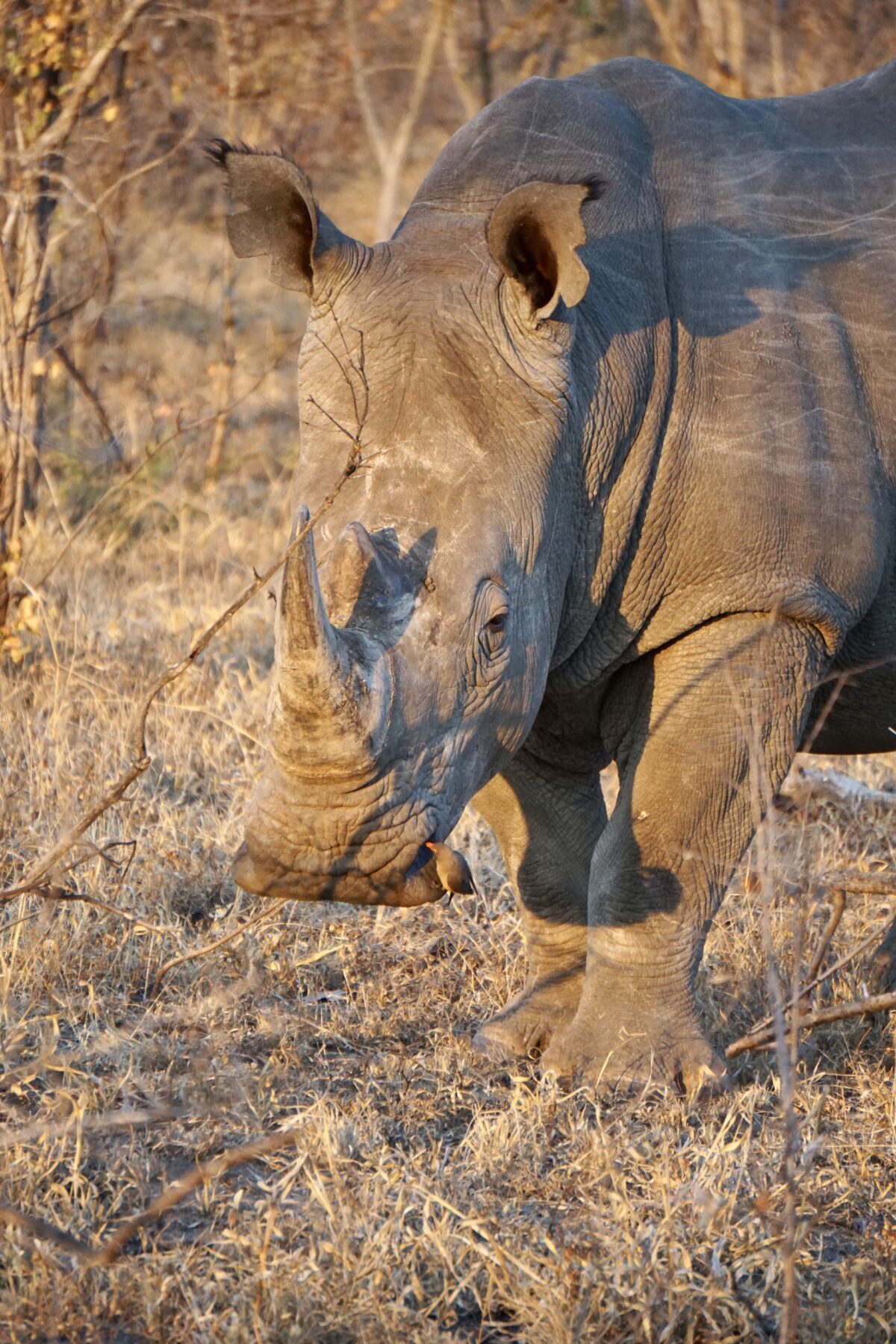 big five Afrika neushoorn