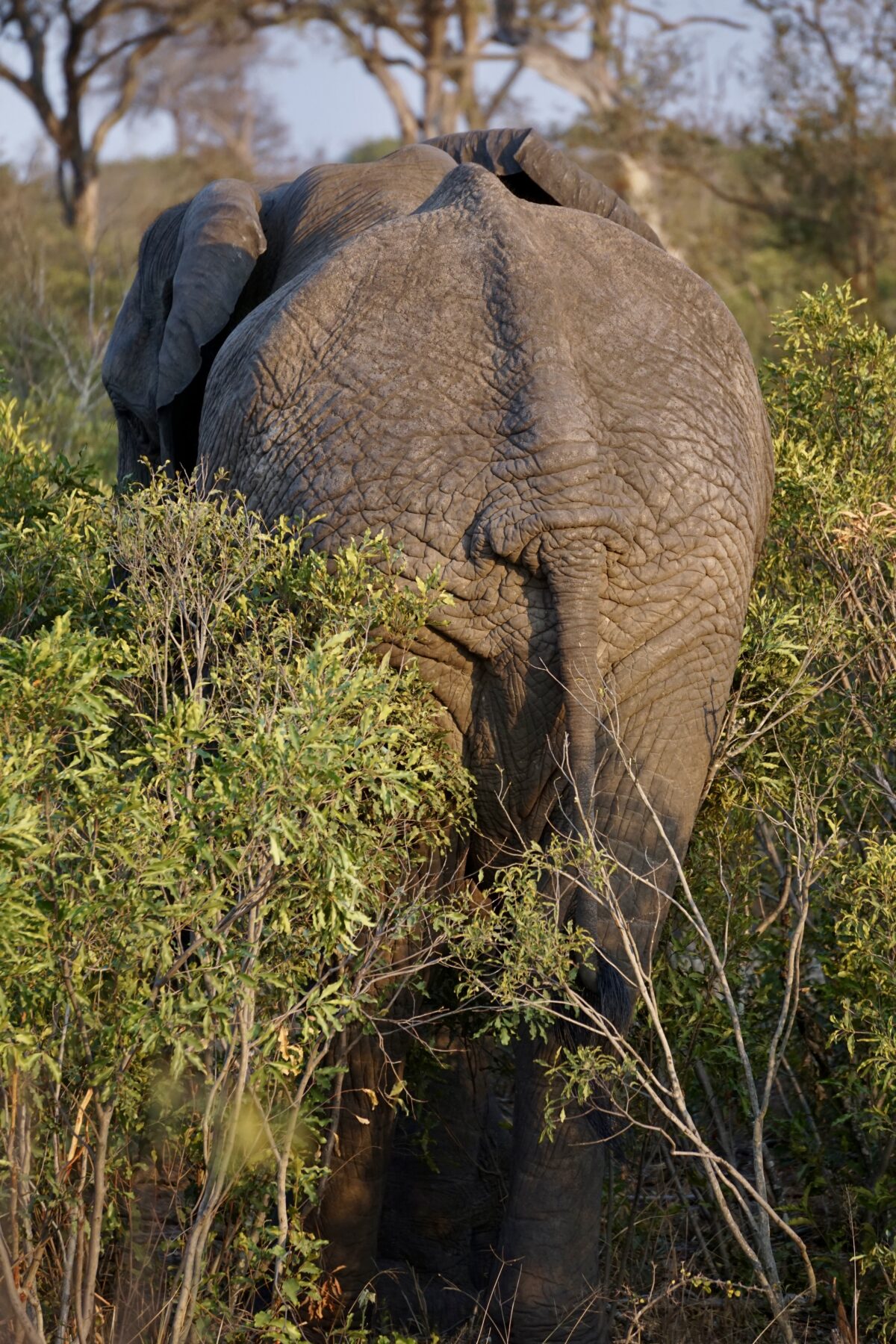 Olifant big five van Afrika