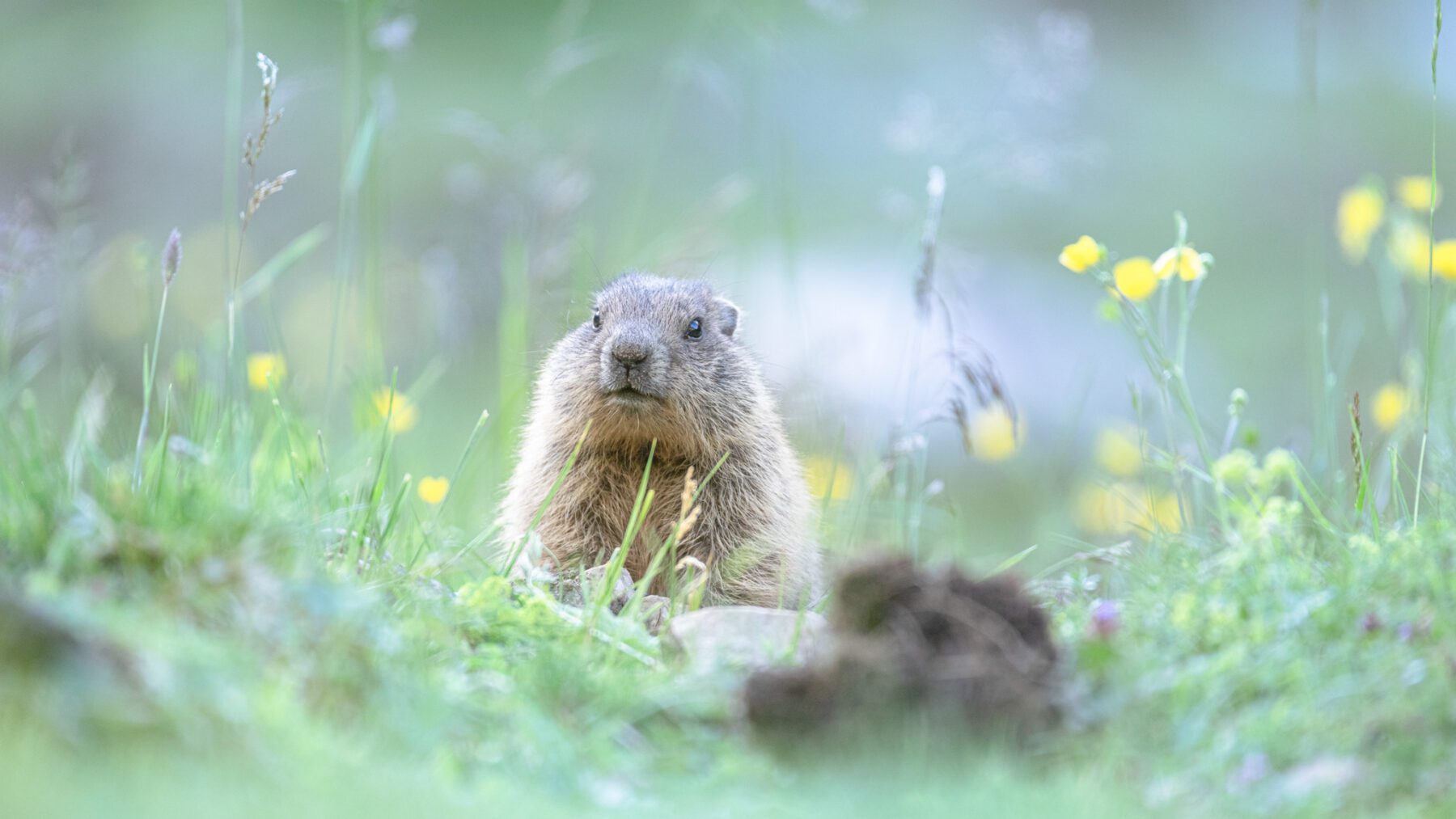 Marmotten in het Zillertal