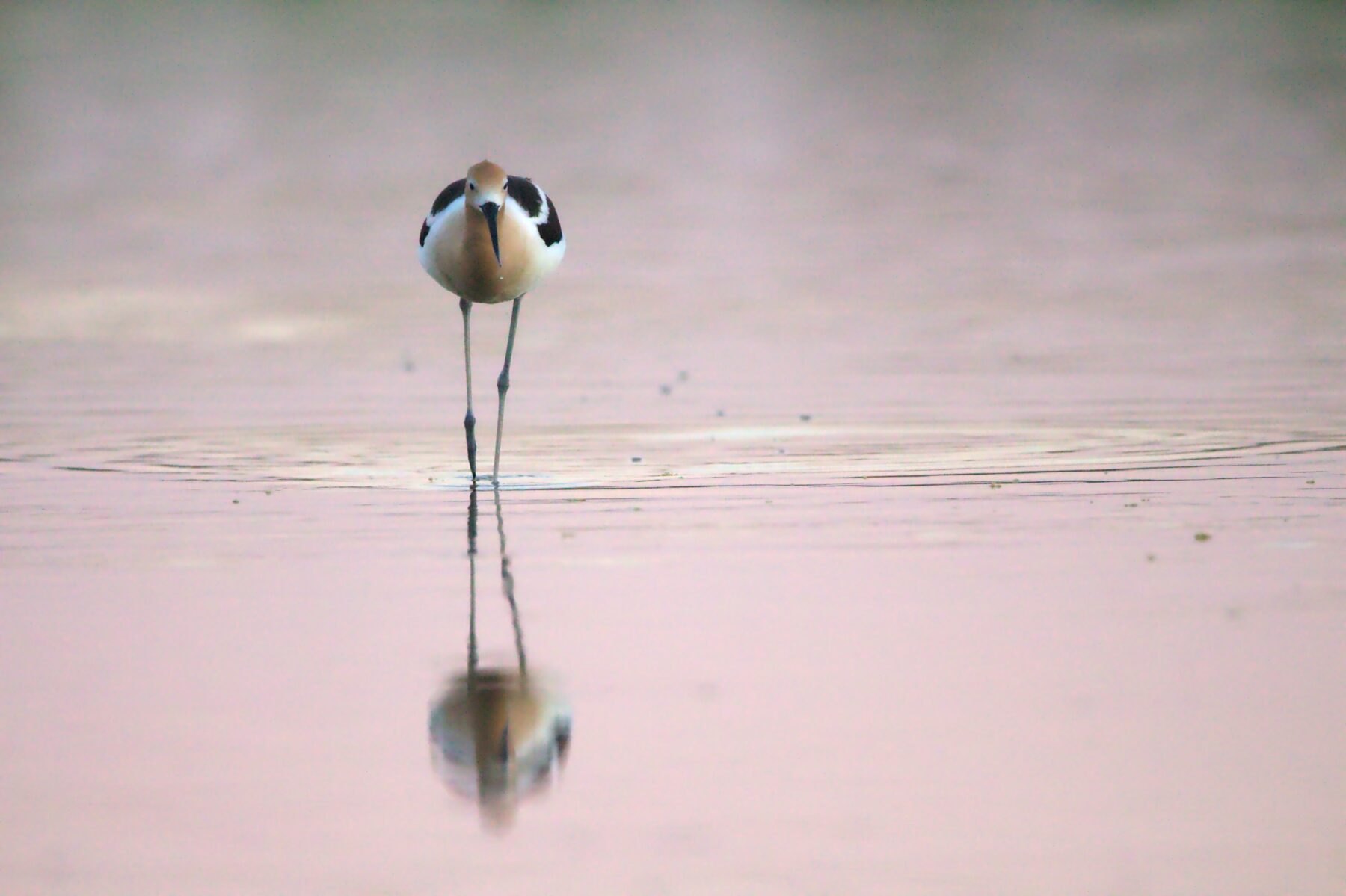 waddengebied_trekvogel