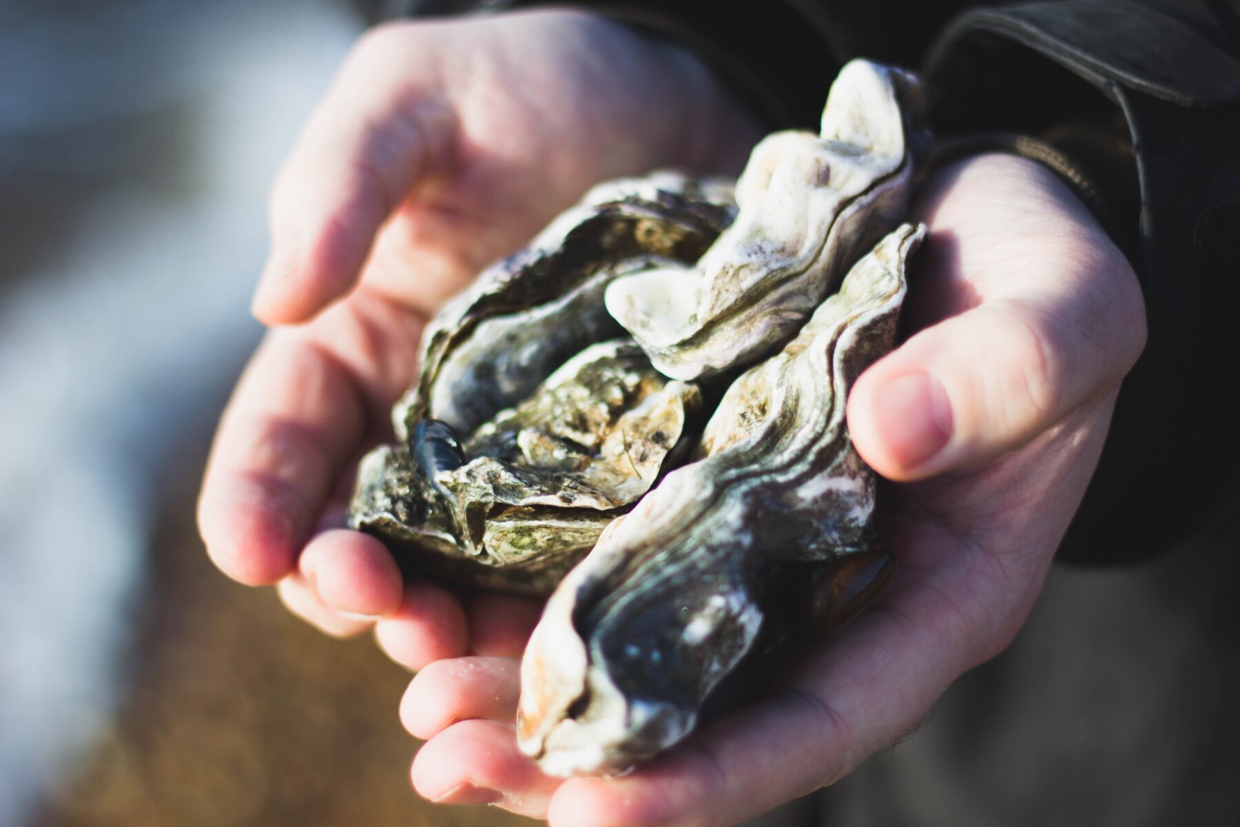 oesters rapen