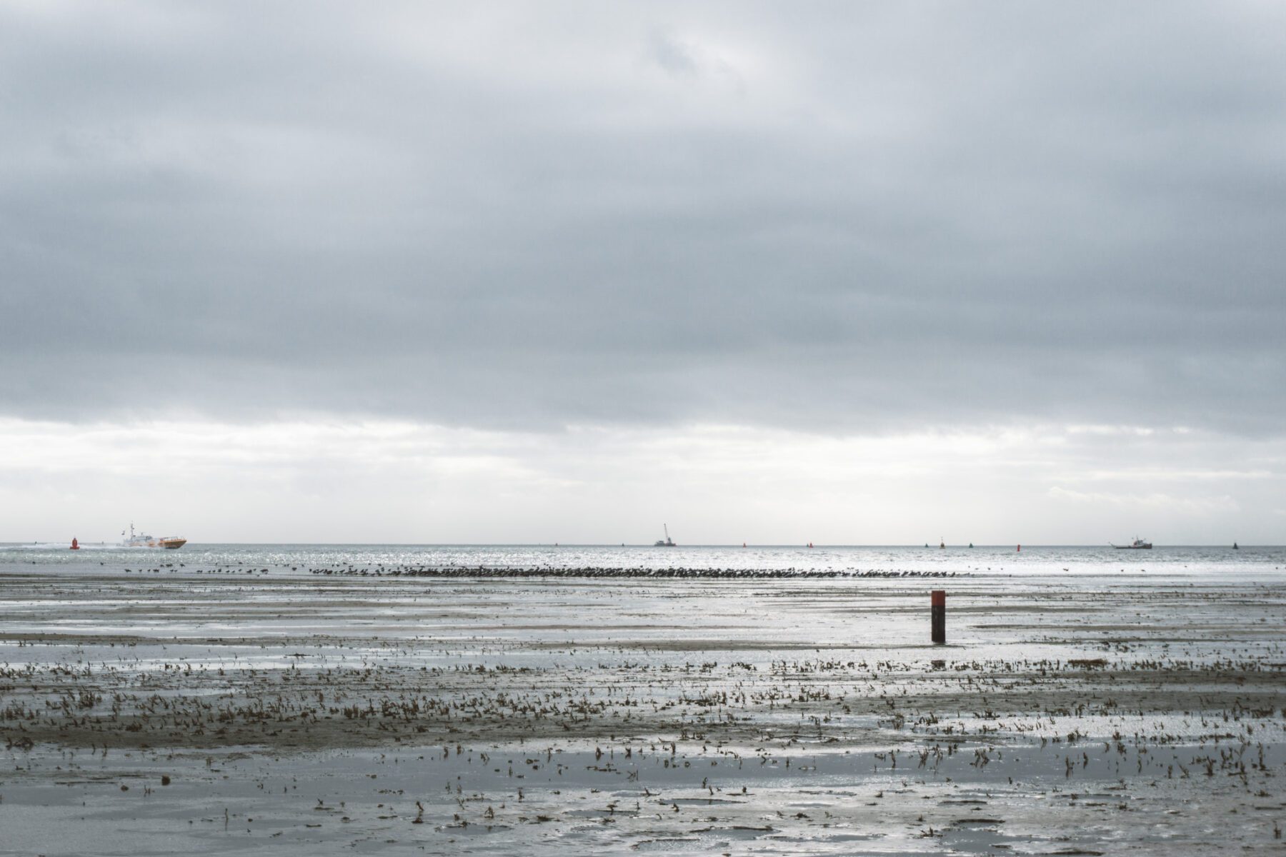 Trekvogels West-Terschelling