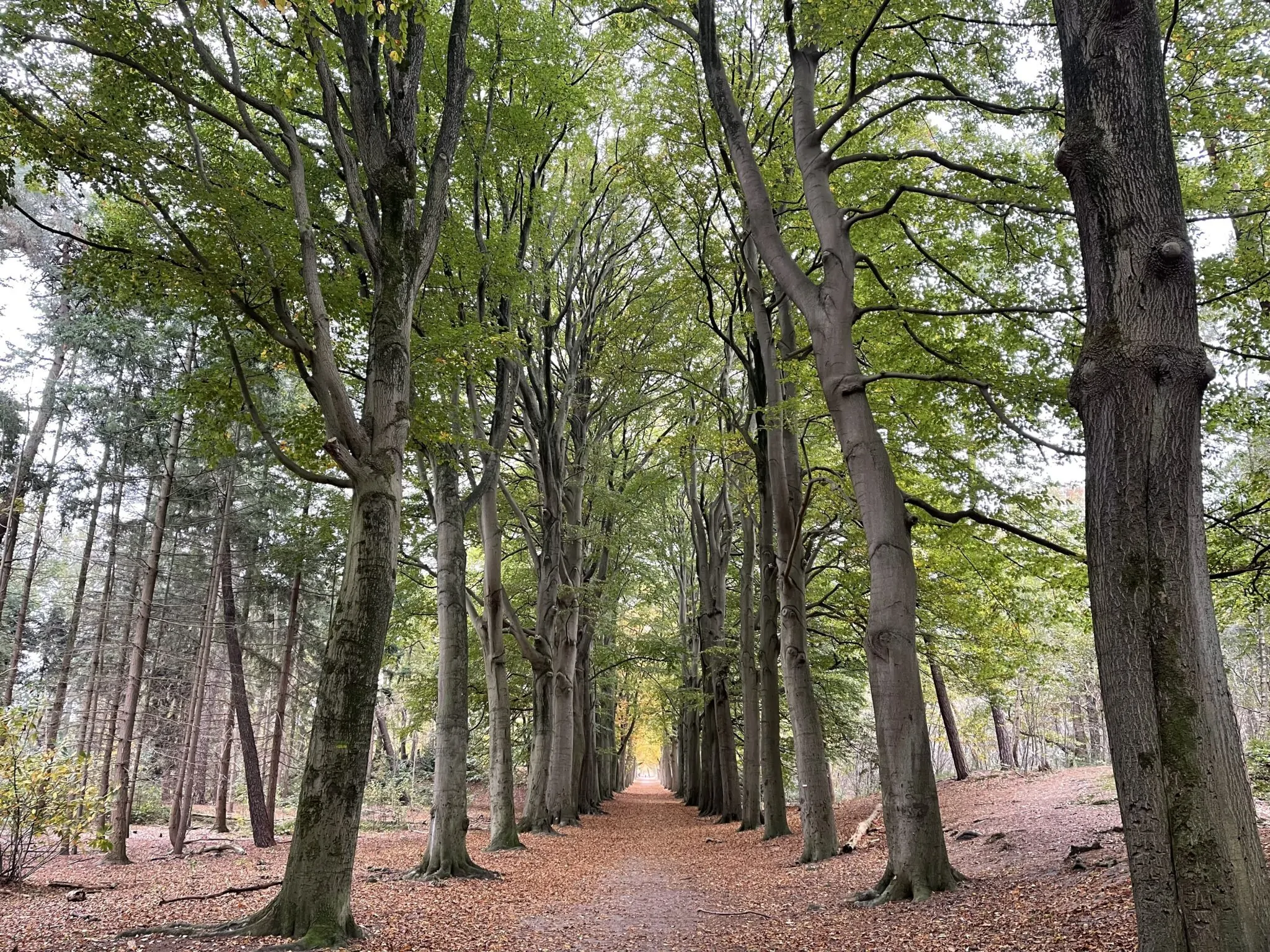 wandelen bergen op zoom