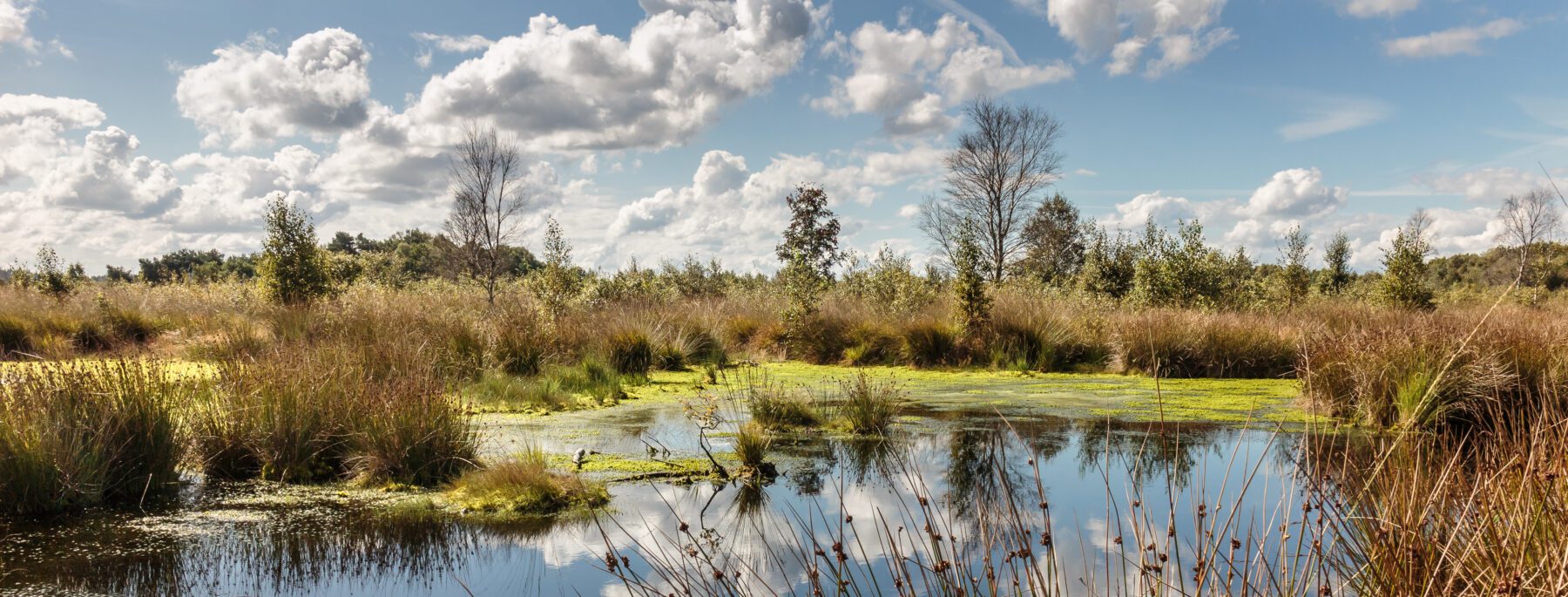 Drents-Friese Wold