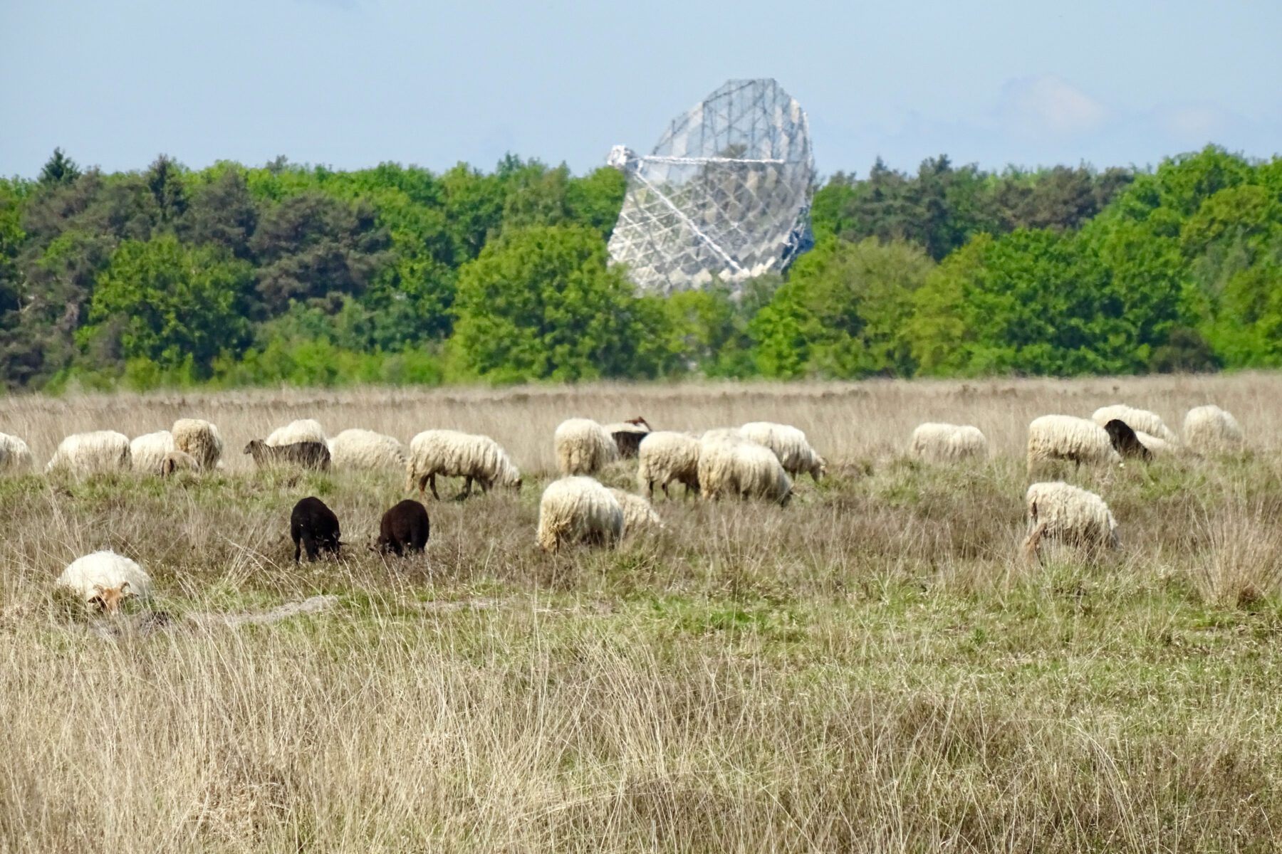  Dwingelderveld