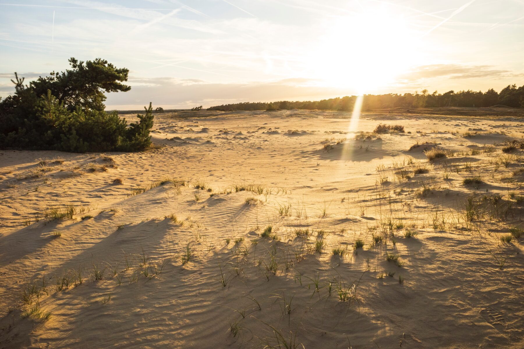  Hoge Veluwe - wandelgebieden in Nederland