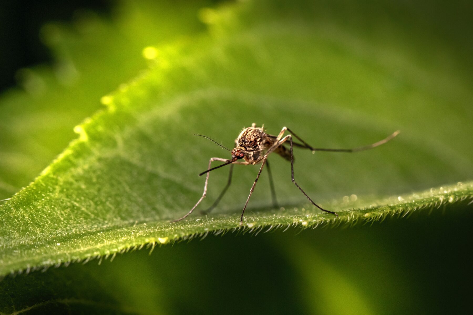 Gevaarlijkste dier ter wereld de mug
