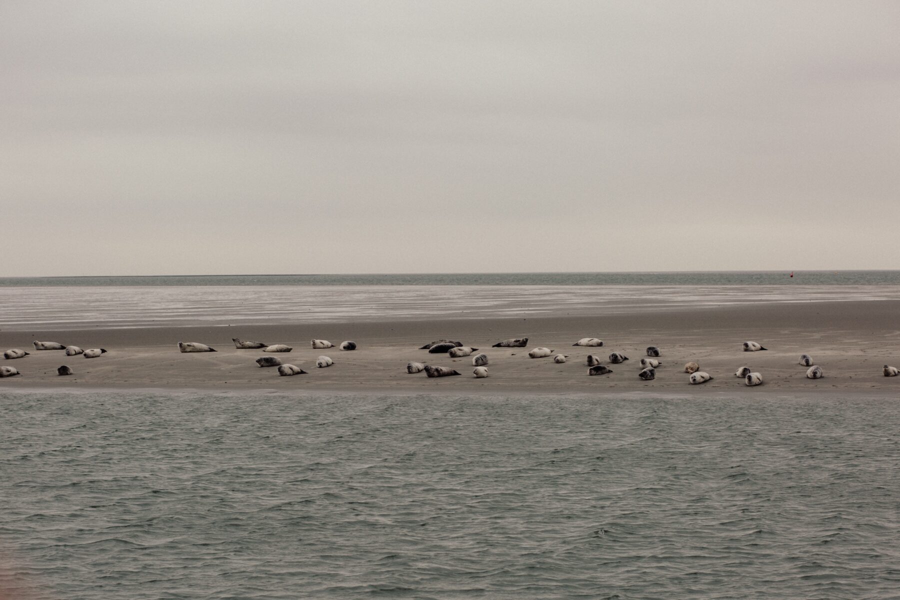 Zeehonden aan de Noordzee